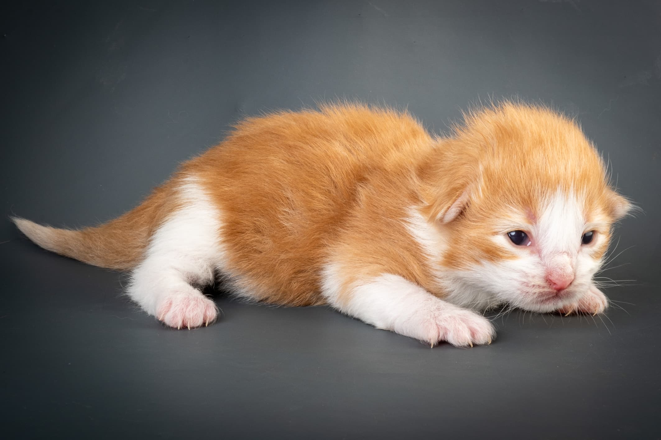 (N)Migoto's Nate, NFO d 03 22