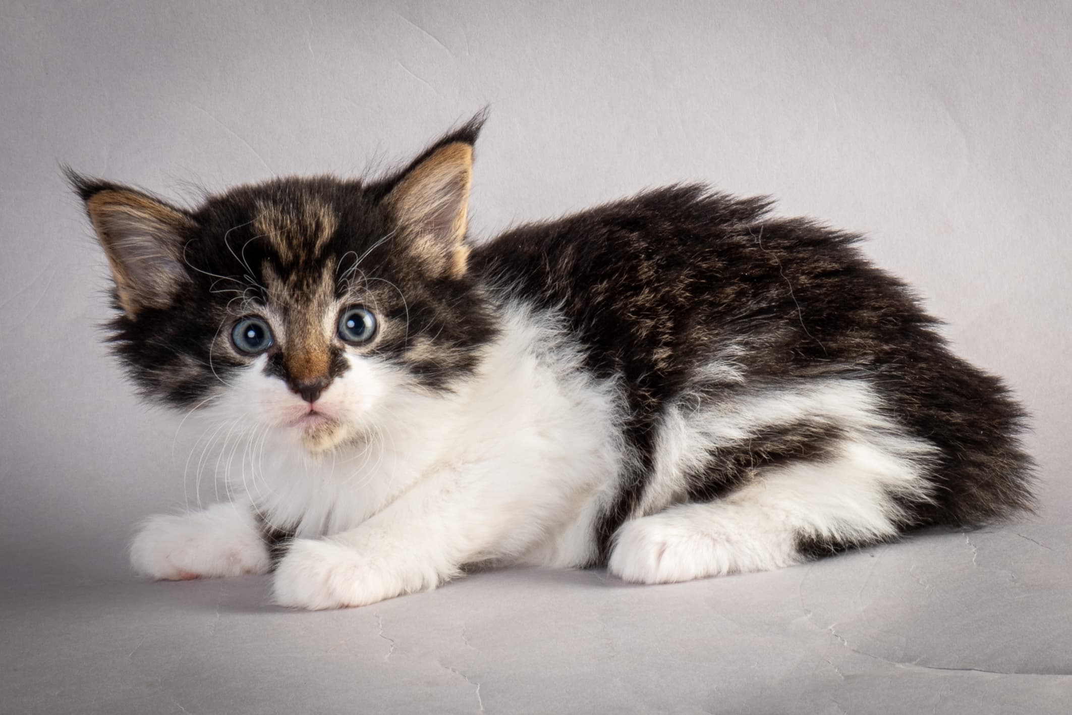 (N)Migoto's Magne, NFO n 03 22