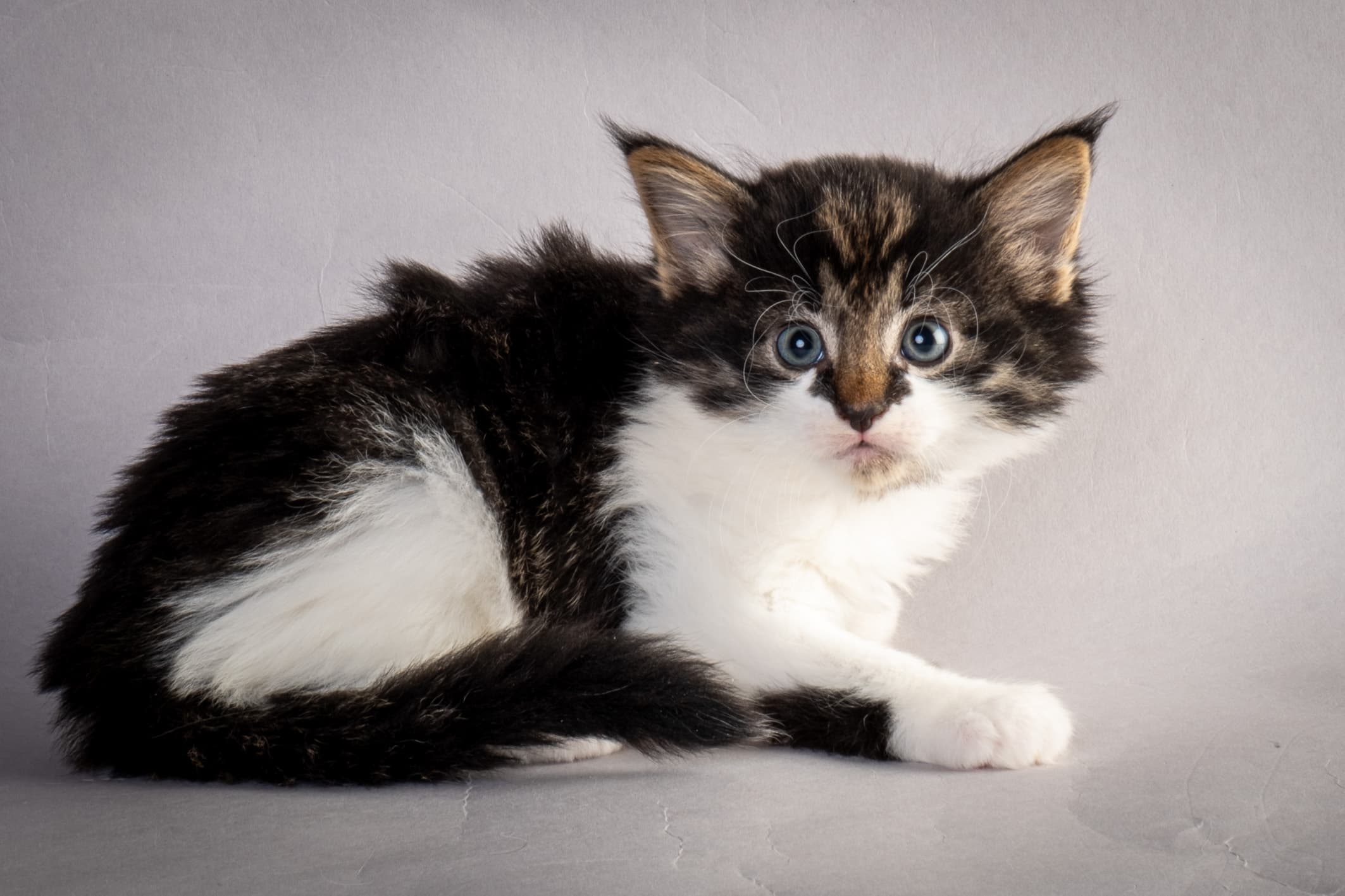 (N)Migoto's Magne, NFO n 03 22