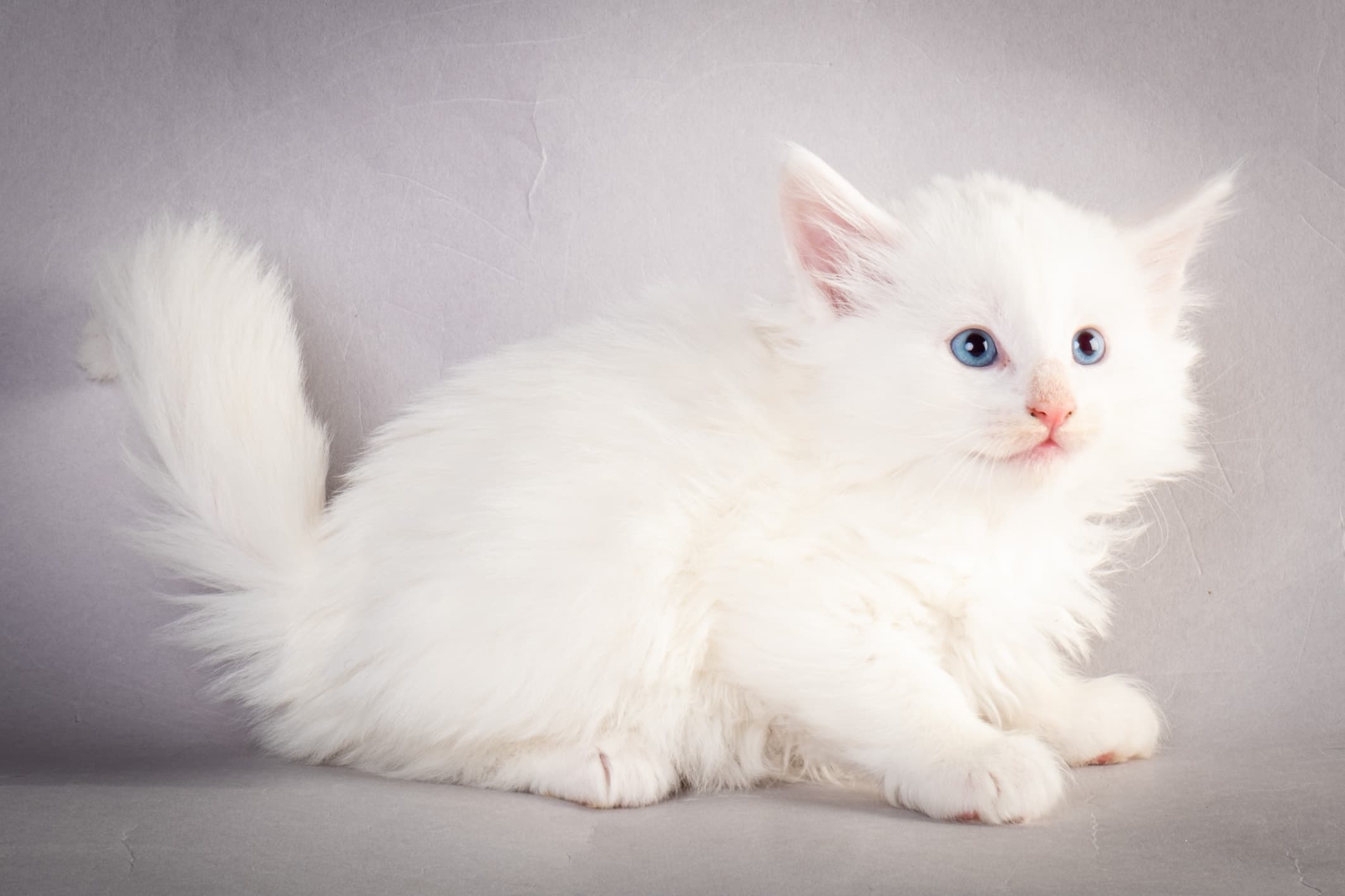 (N)Migoto's Max, NFO w ??