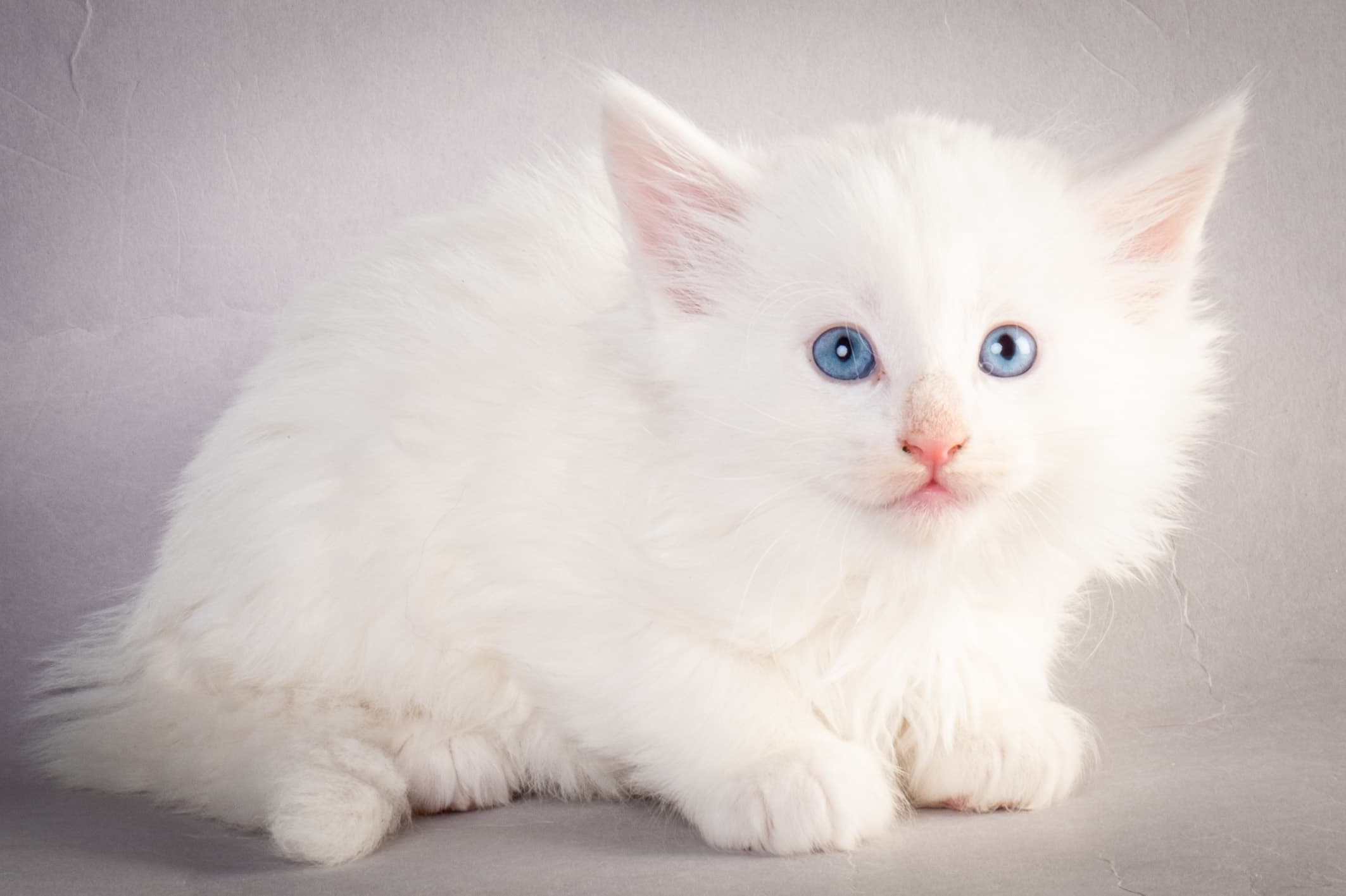 (N)Migoto's Max, NFO w ??