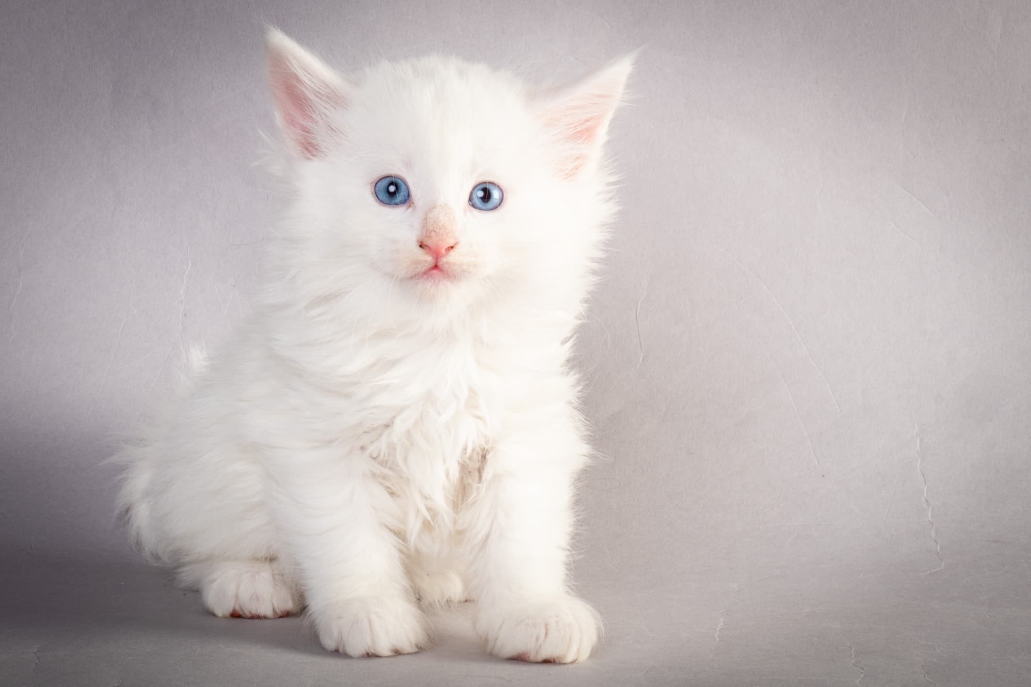 (N)Migoto's Max, NFO w ??