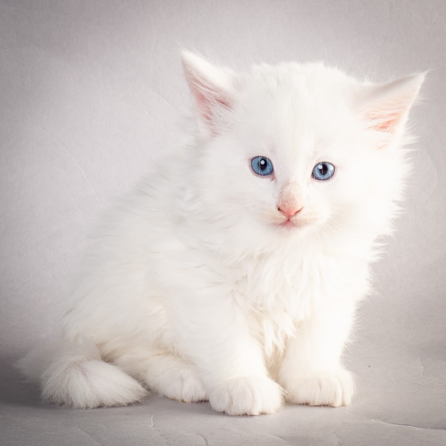 (N)Migoto's Max, NFO w ??