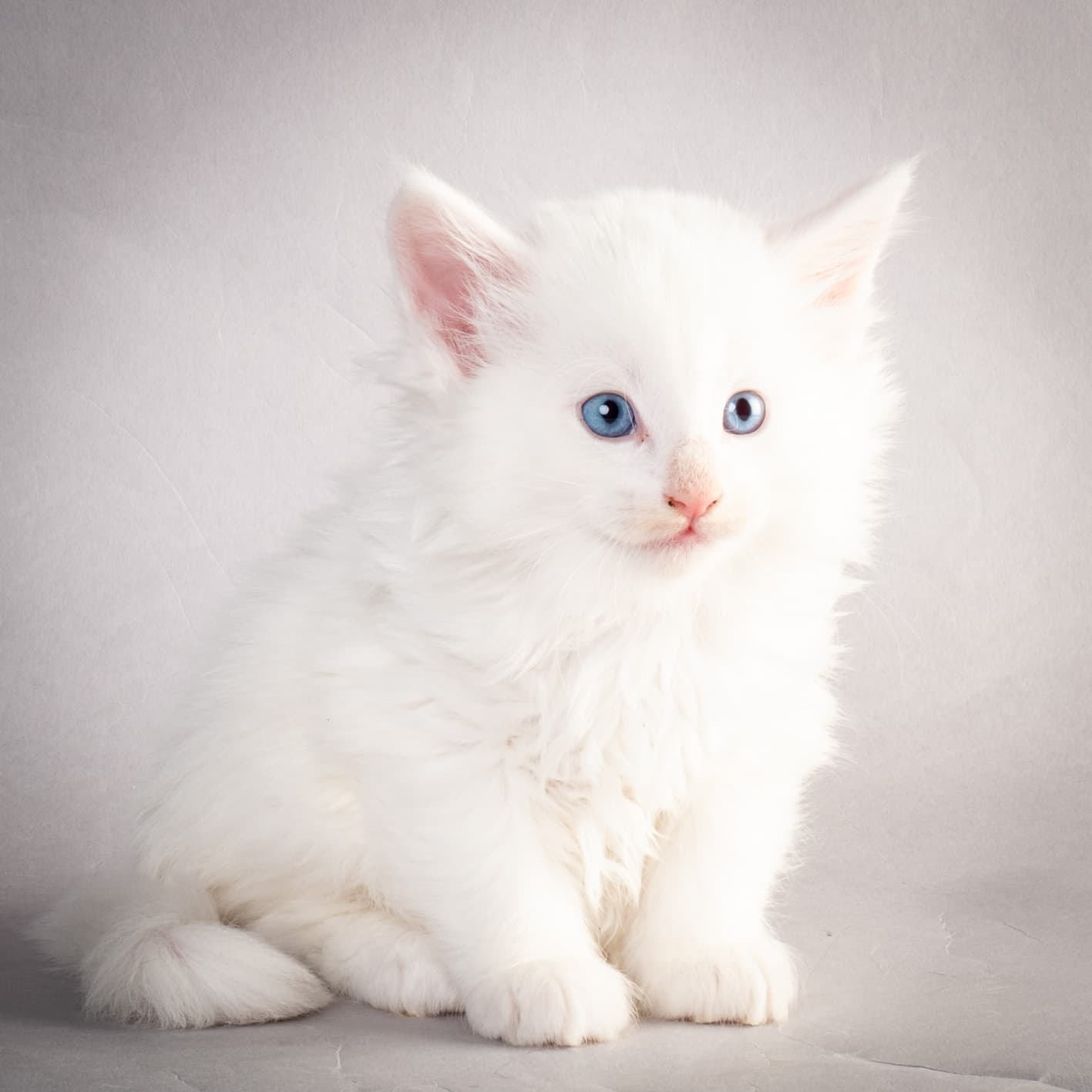 (N)Migoto's Max, NFO w ??