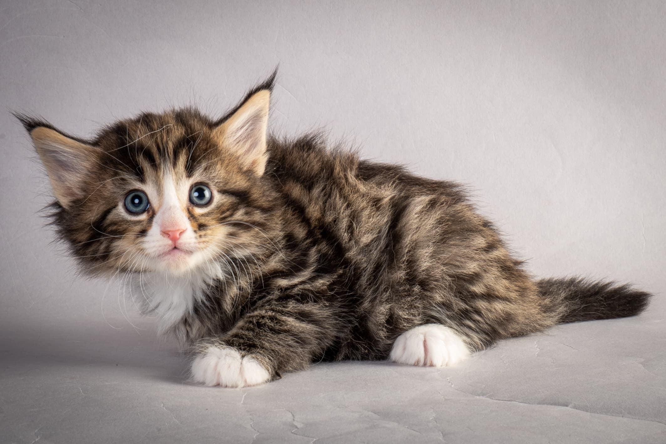 (N)Migoto's Martinius, NFO n 09 24