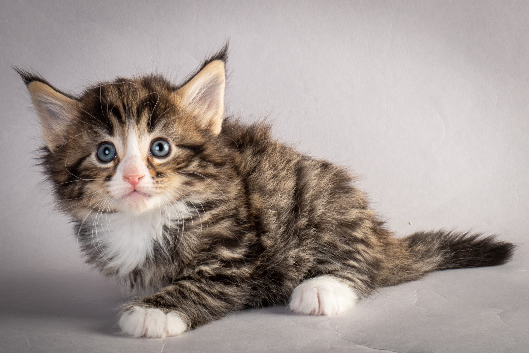 (N)Migoto's Martinius, NFO n 09 24