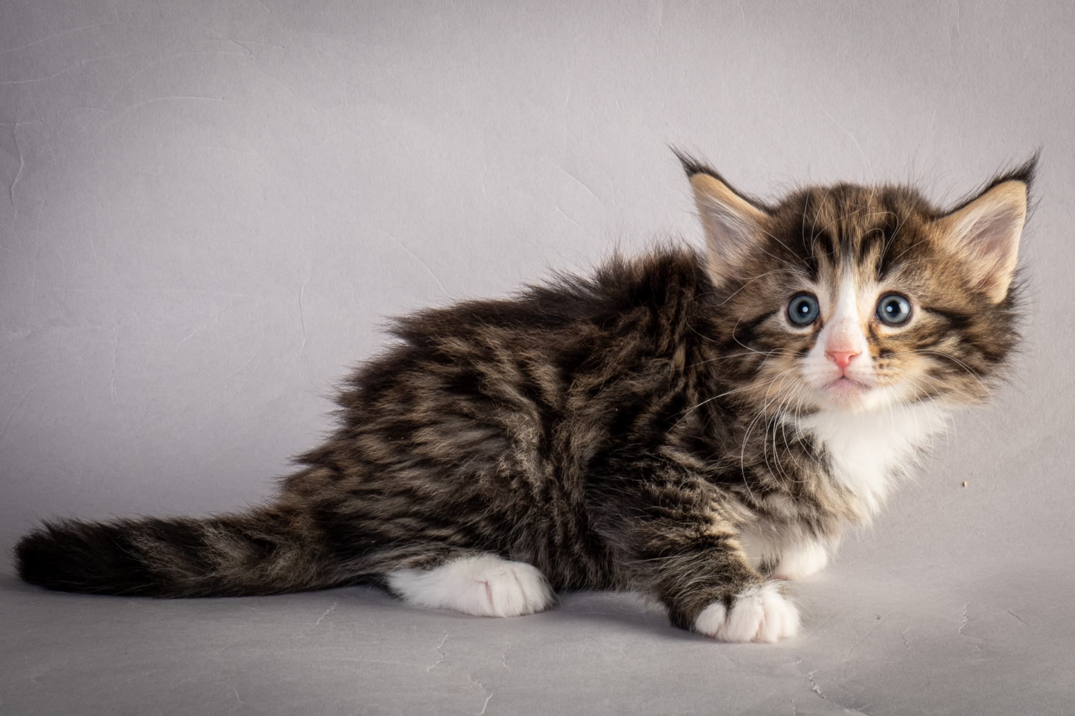 (N)Migoto's Martinius, NFO n 09 24