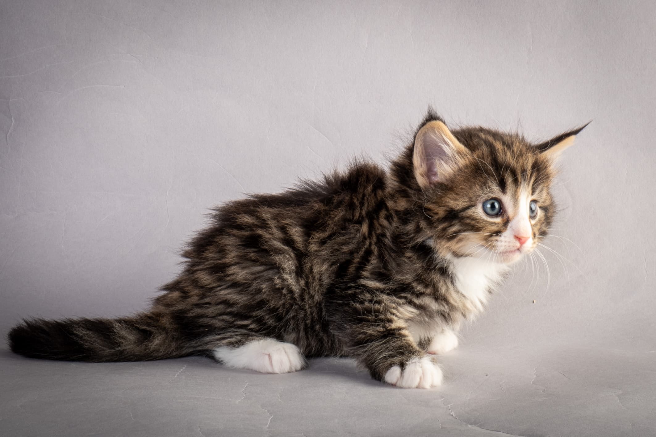 (N)Migoto's Martinius, NFO n 09 24