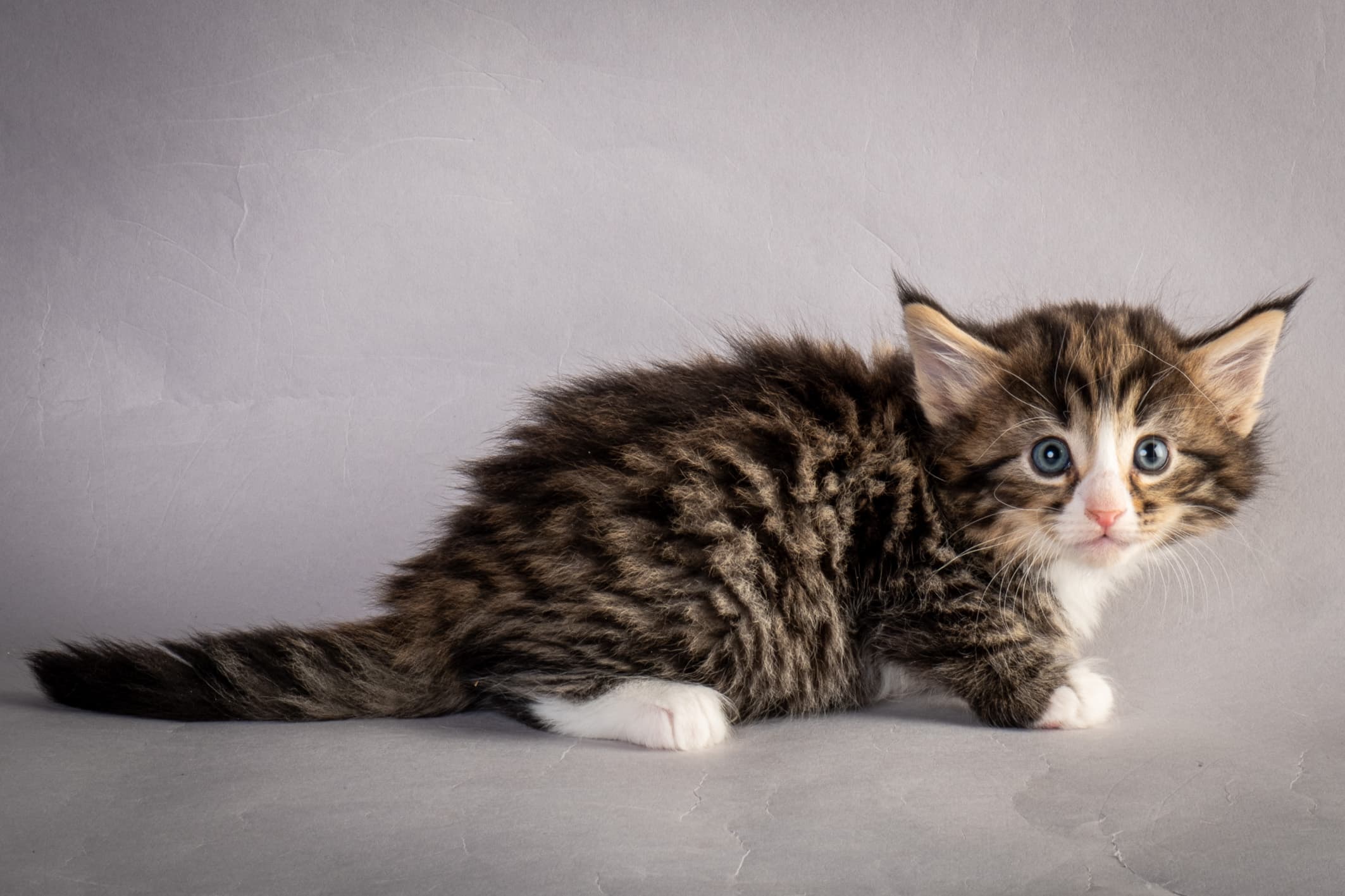 (N)Migoto's Martinius, NFO n 09 24