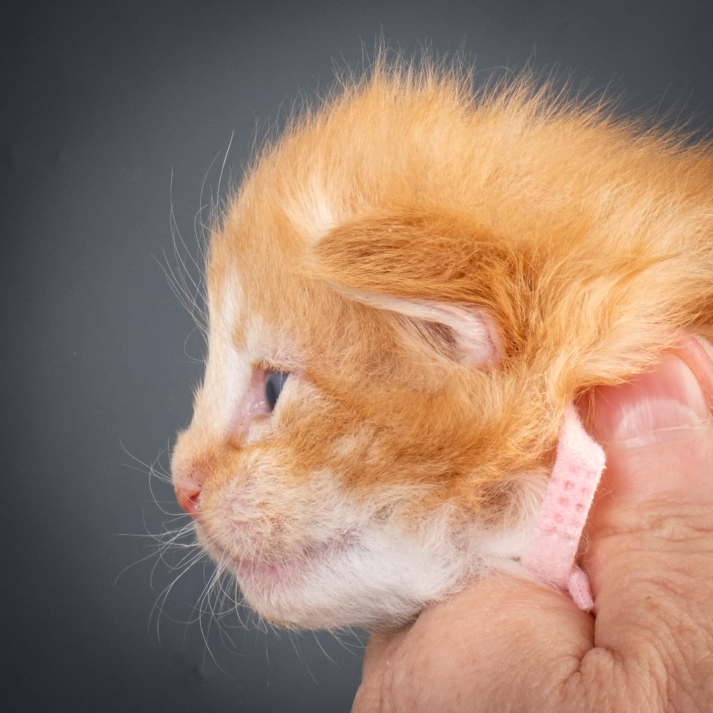 (N)Migoto's Nemo, d 09 22