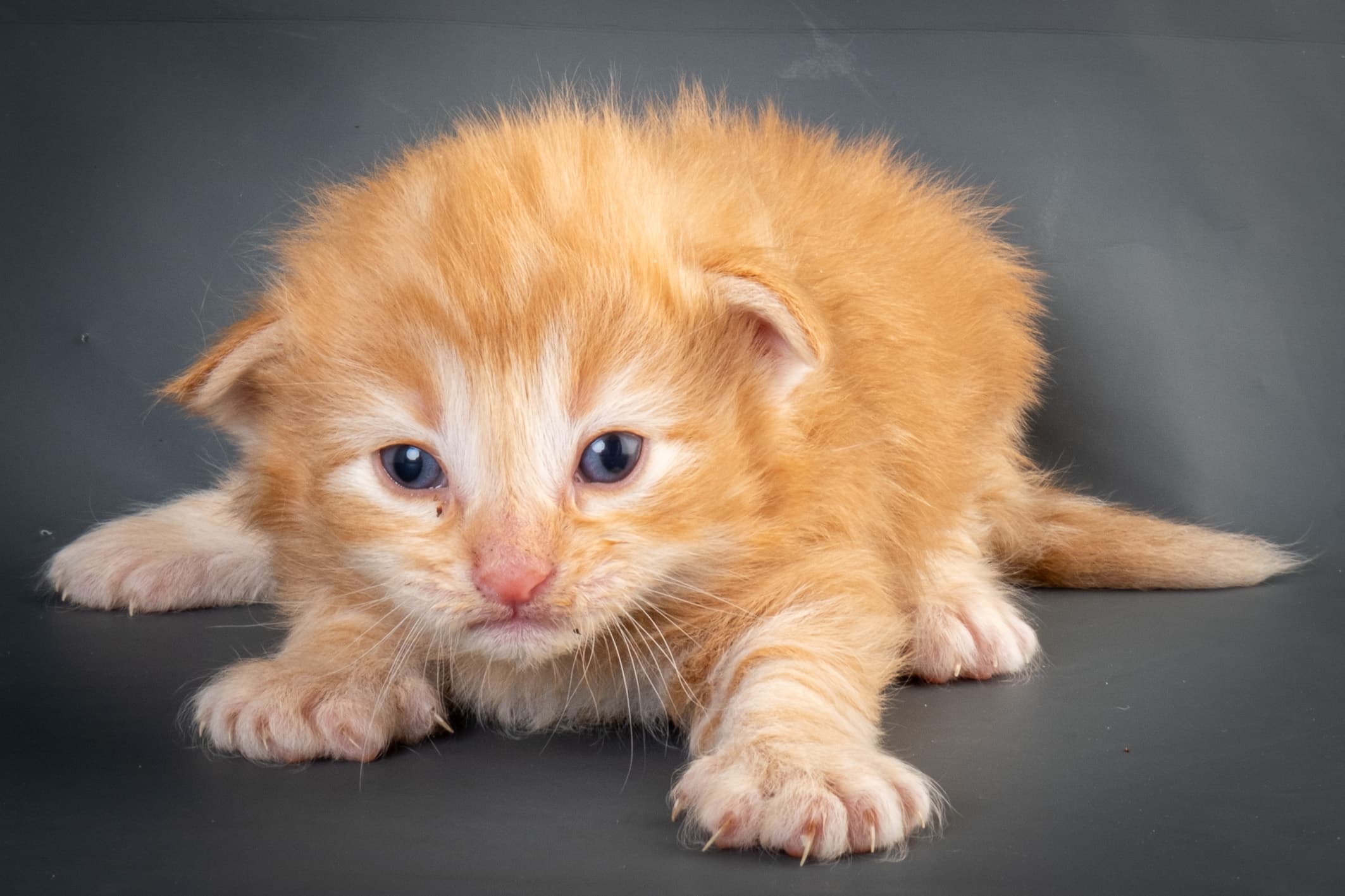 (N)Migoto's Nicco, NFO d 09 22