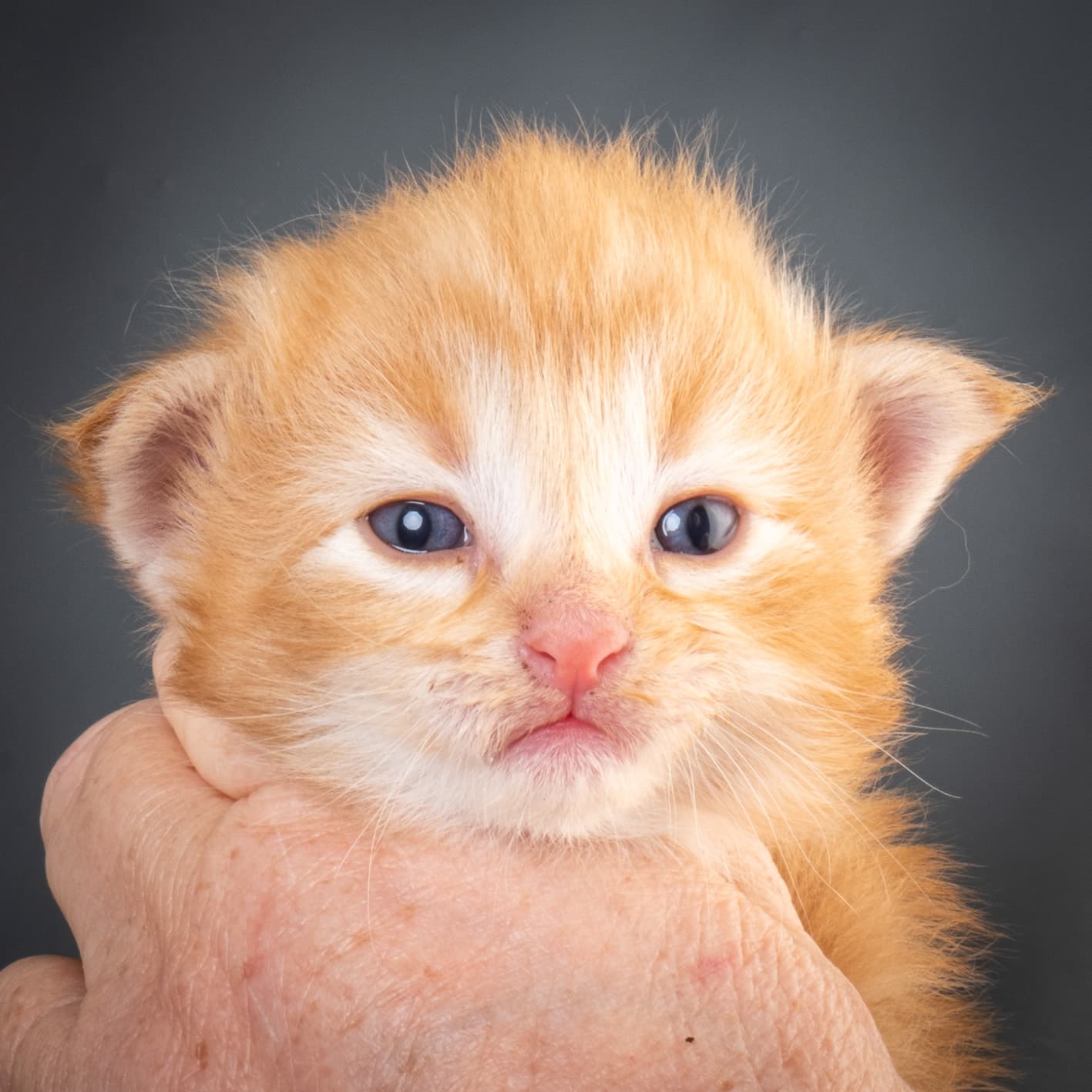 (N)Migoto's Nicco, NFO d 09 22