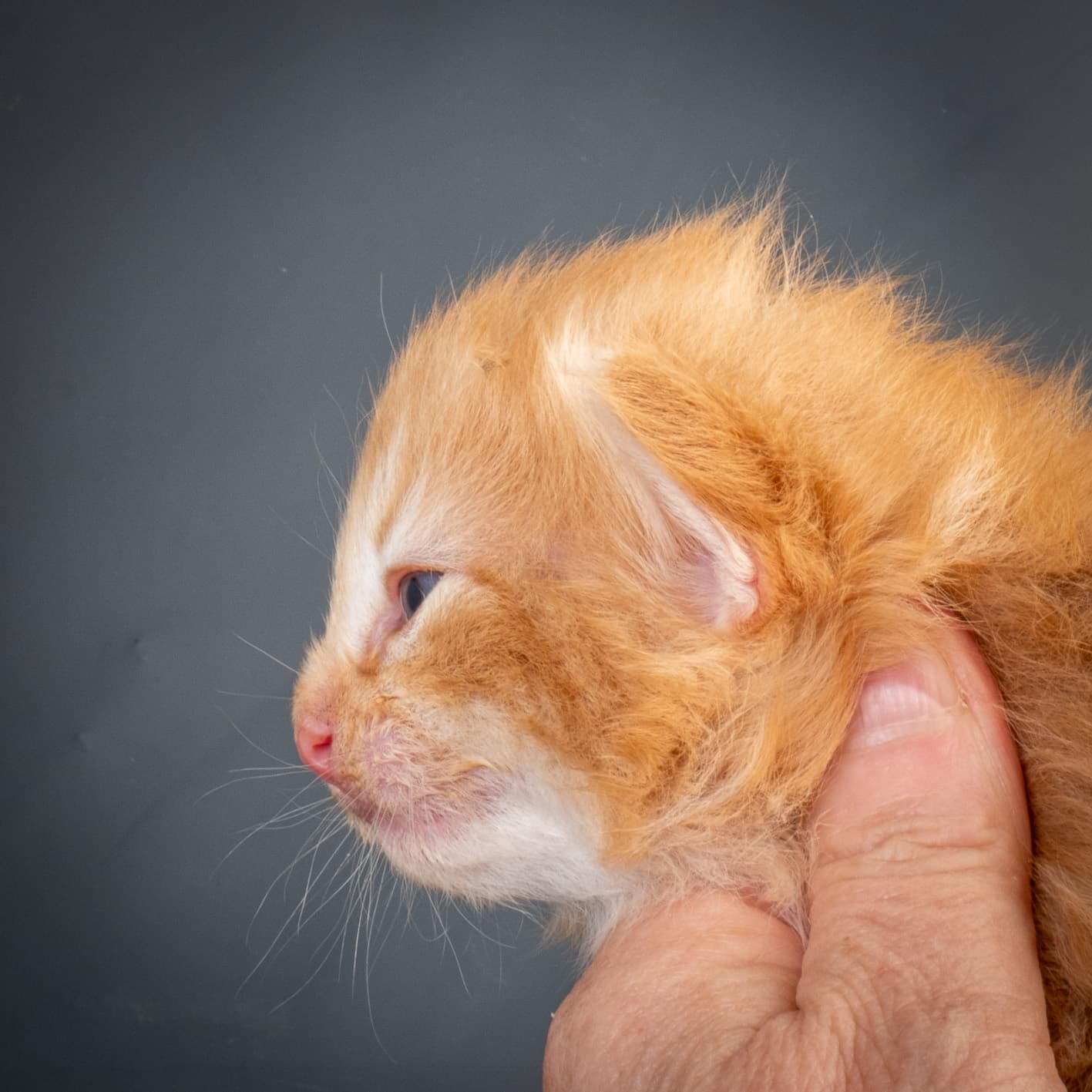 (N)Migoto's Nicco, NFO d 09 22