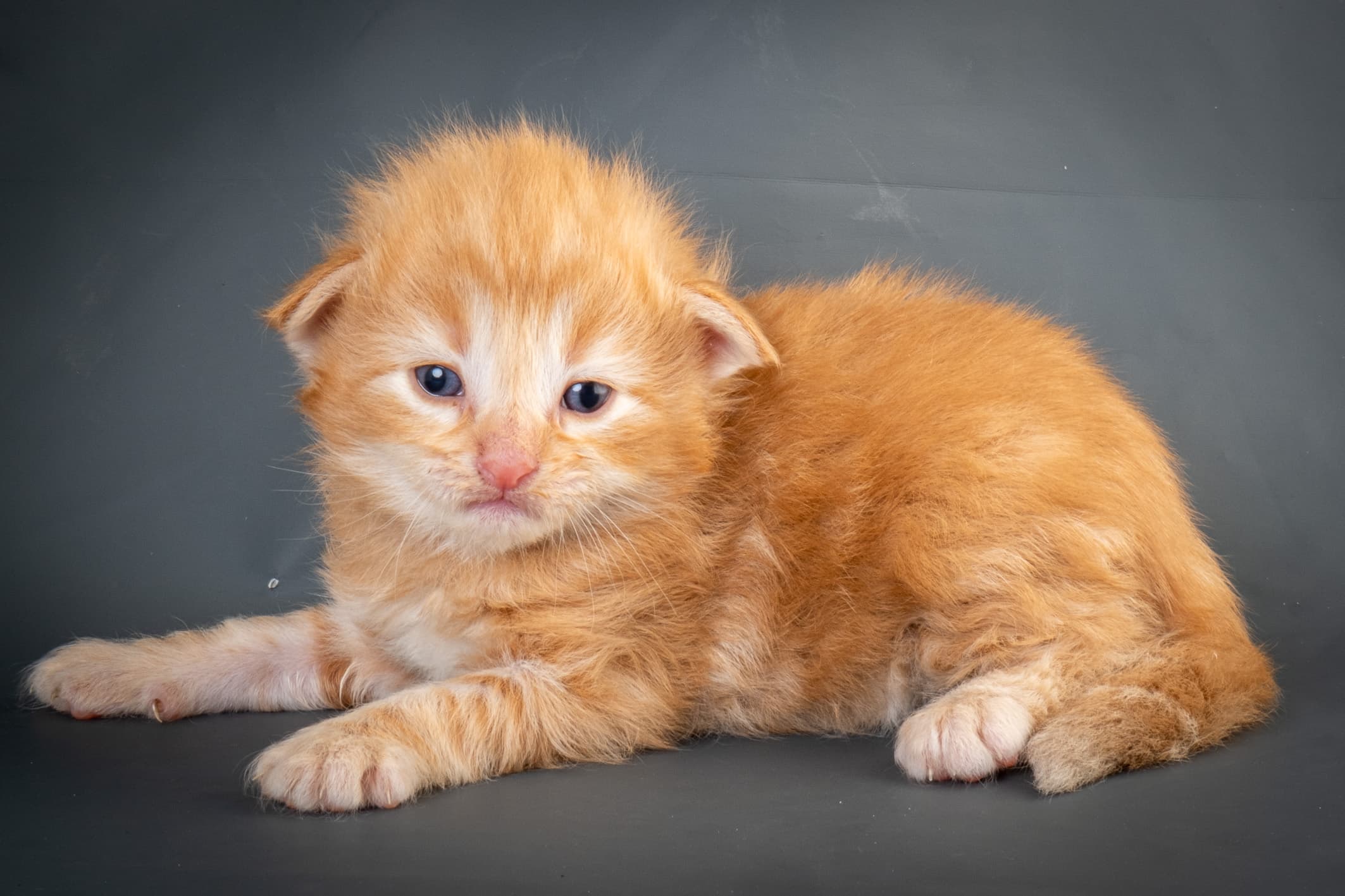 (N)Migoto's Nicco, NFO d 09 22