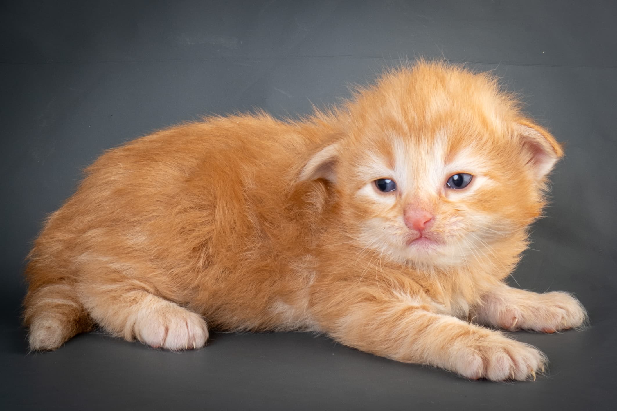 (N)Migoto's Nicco, NFO d 09 22