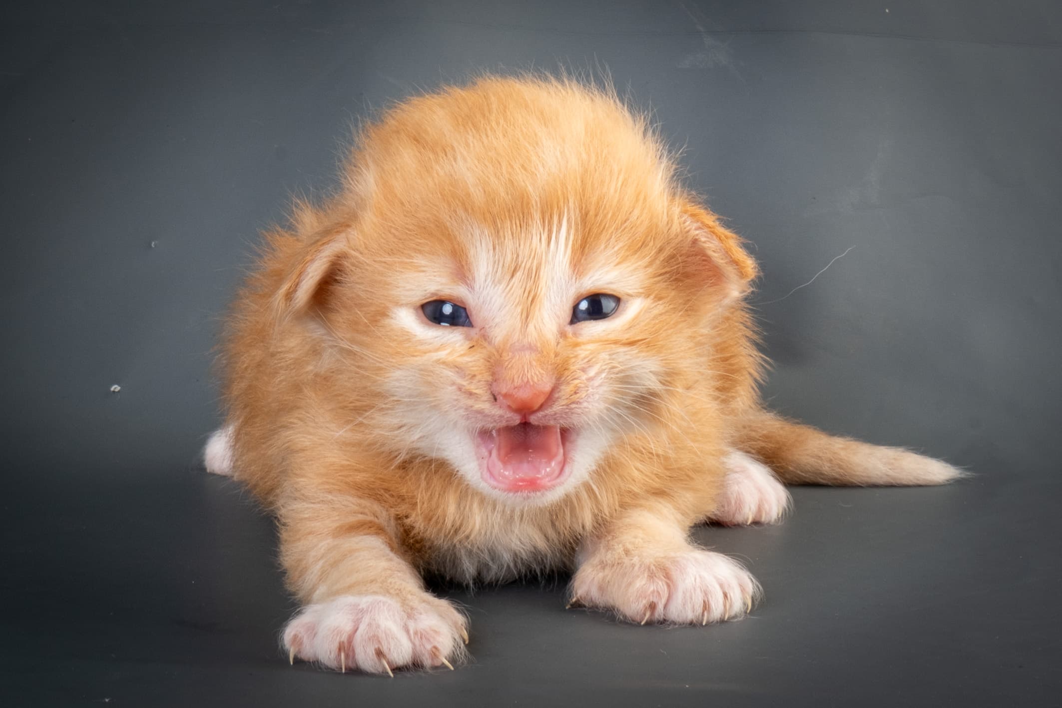 (N)Migoto's Nikolai, NFO d 09 22