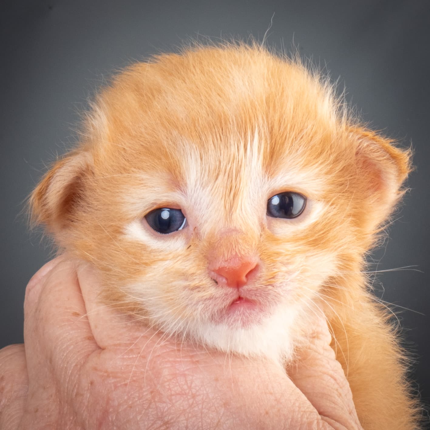 (N)Migoto's Nikolai, NFO d 09 22