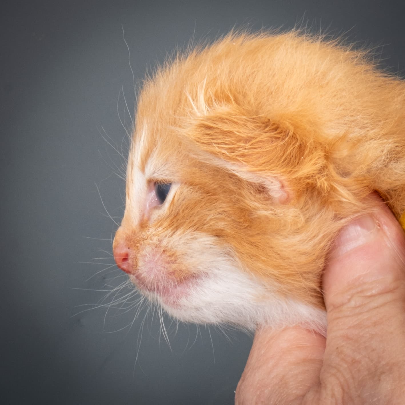 (N)Migoto's Nikolai, NFO d 09 22