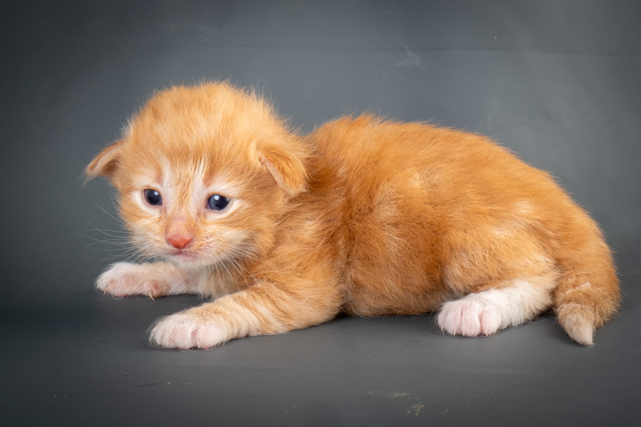 (N)Migoto's Nikolai, NFO d 09 22