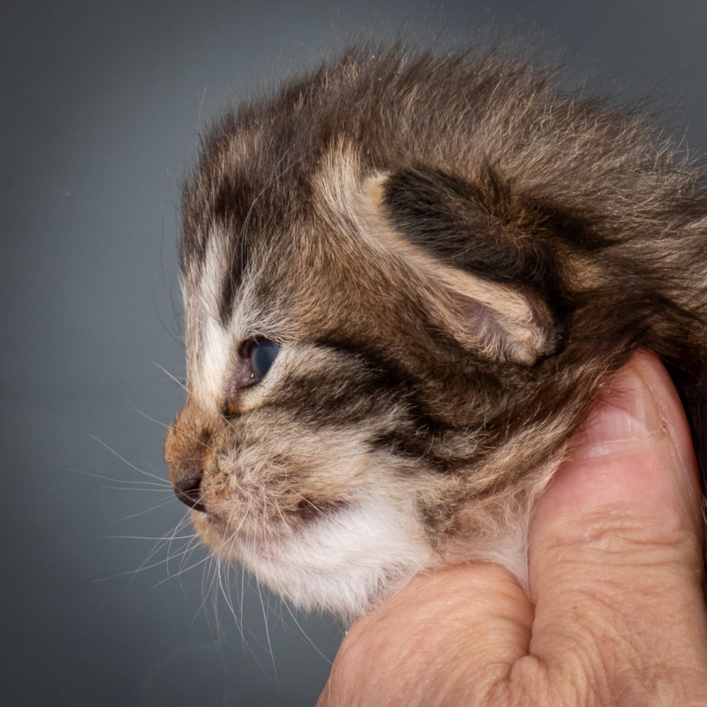 (N)Migoto's Njård, NFO n 09 22