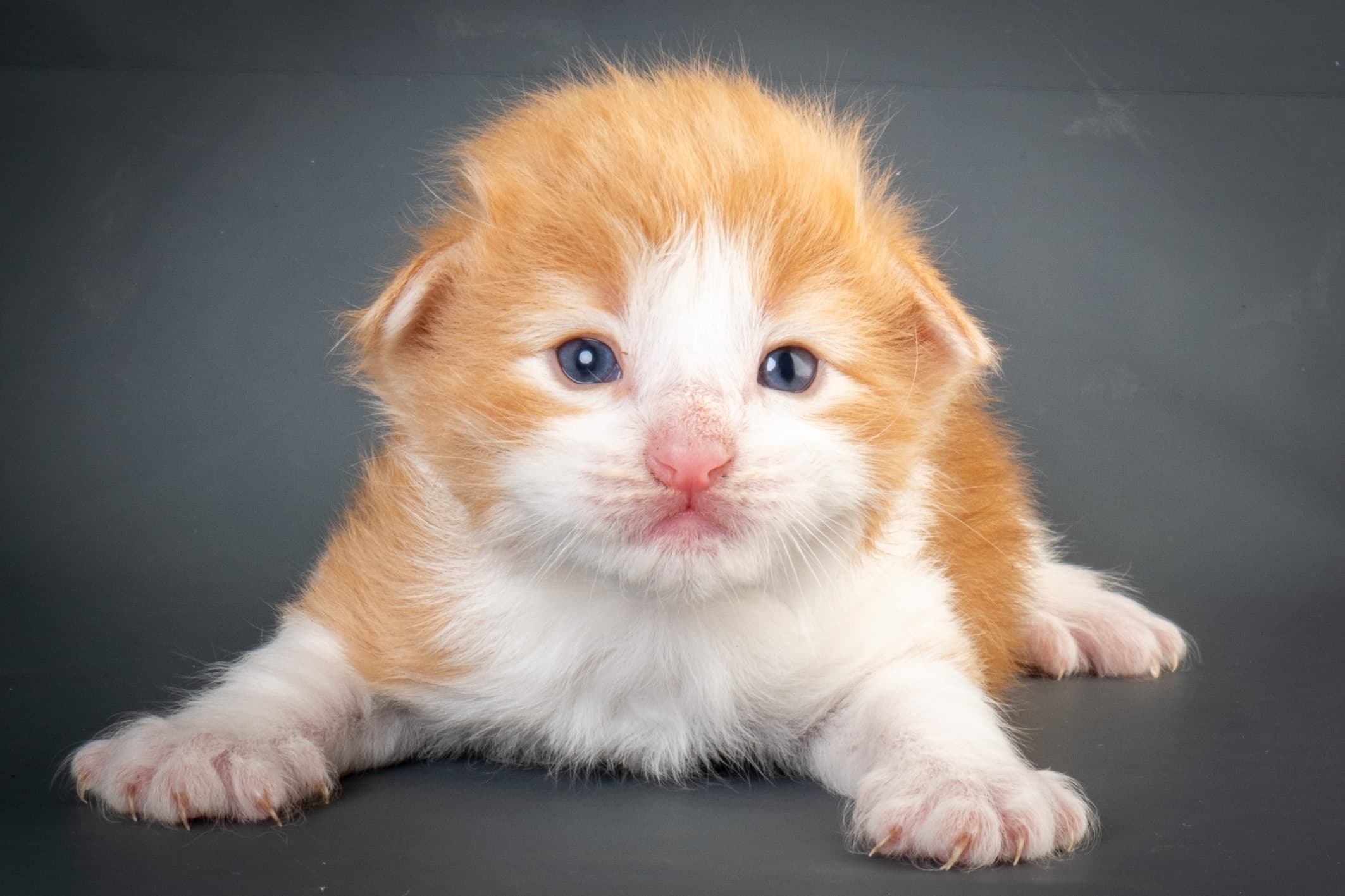 (N)Migoto's Nate, NFO d 03 22