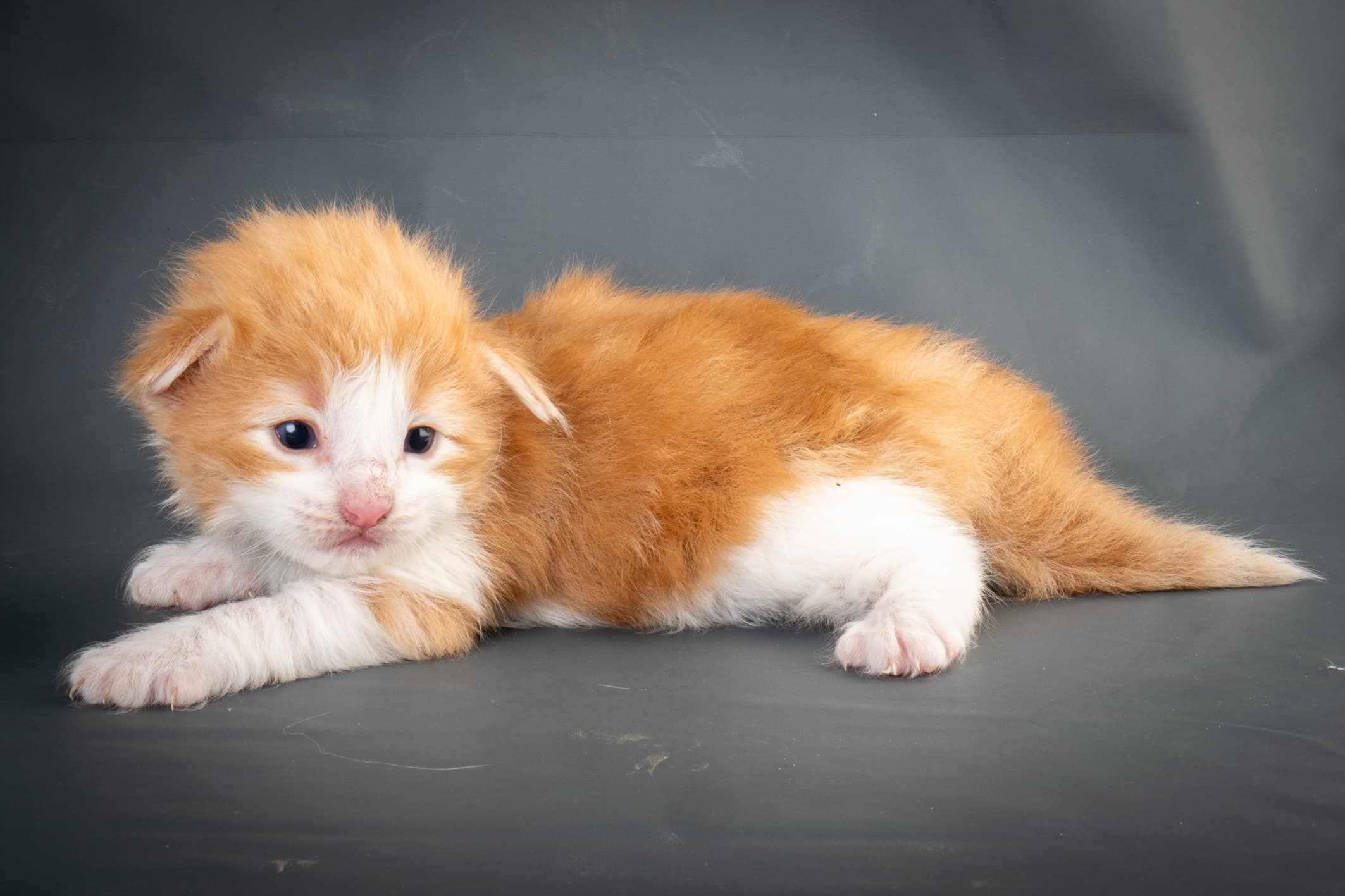 (N)Migoto's Nate, NFO d 03 22