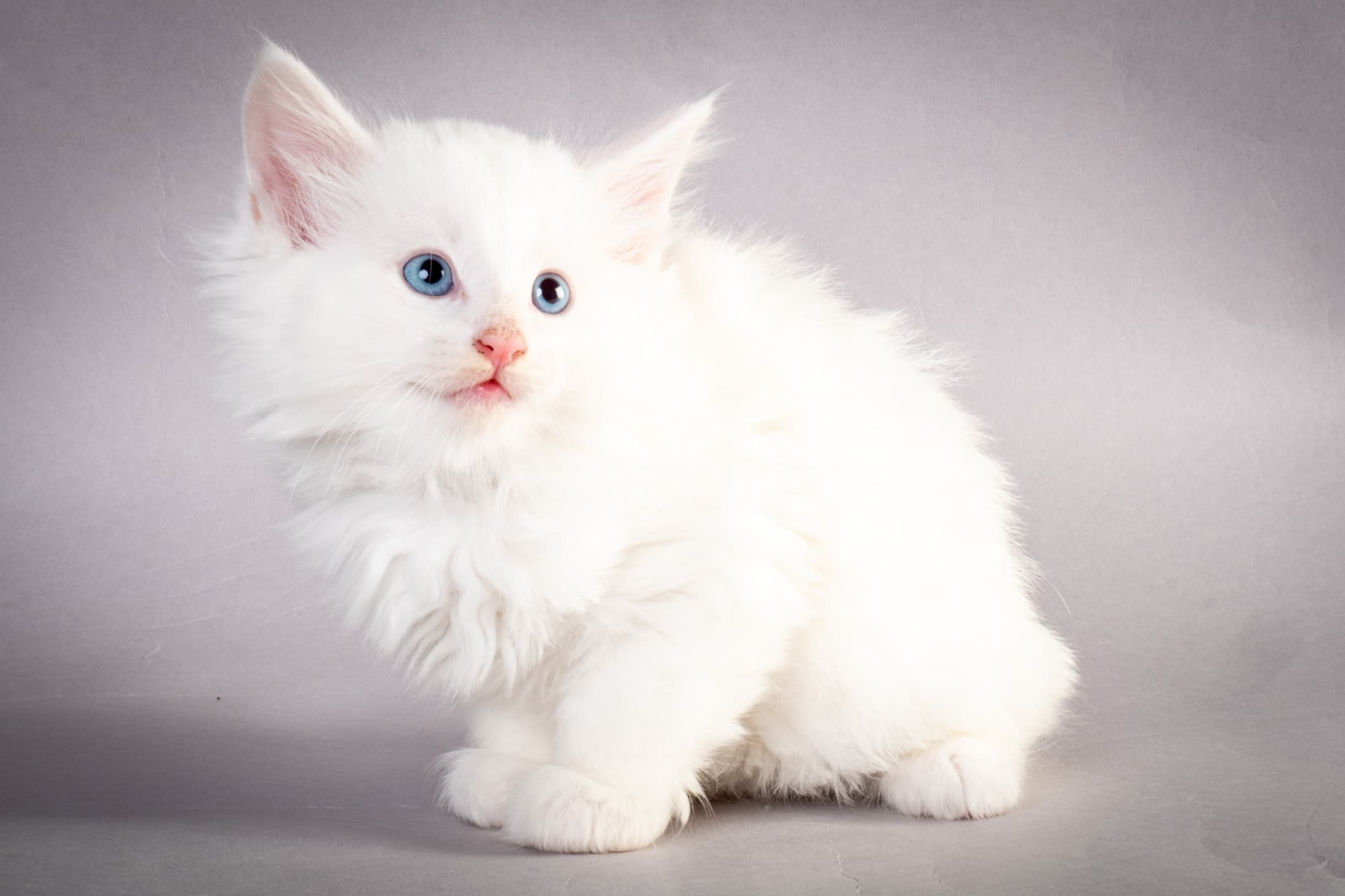 (N)Migoto's Max, NFO w ??