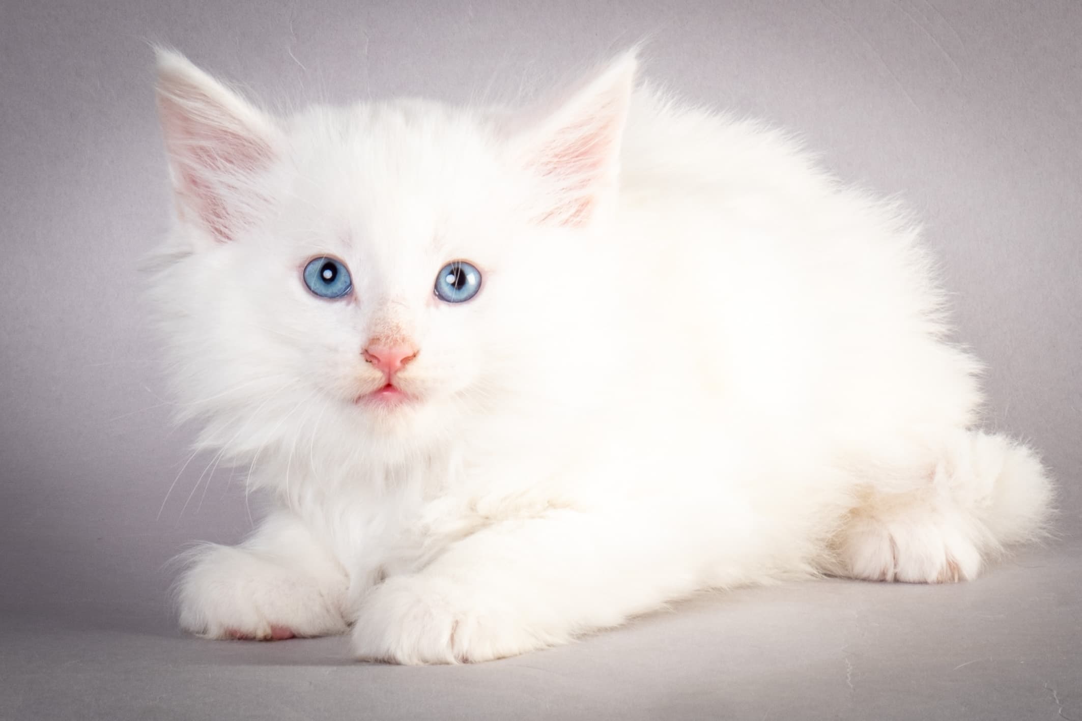 (N)Migoto's Max, NFO w ??