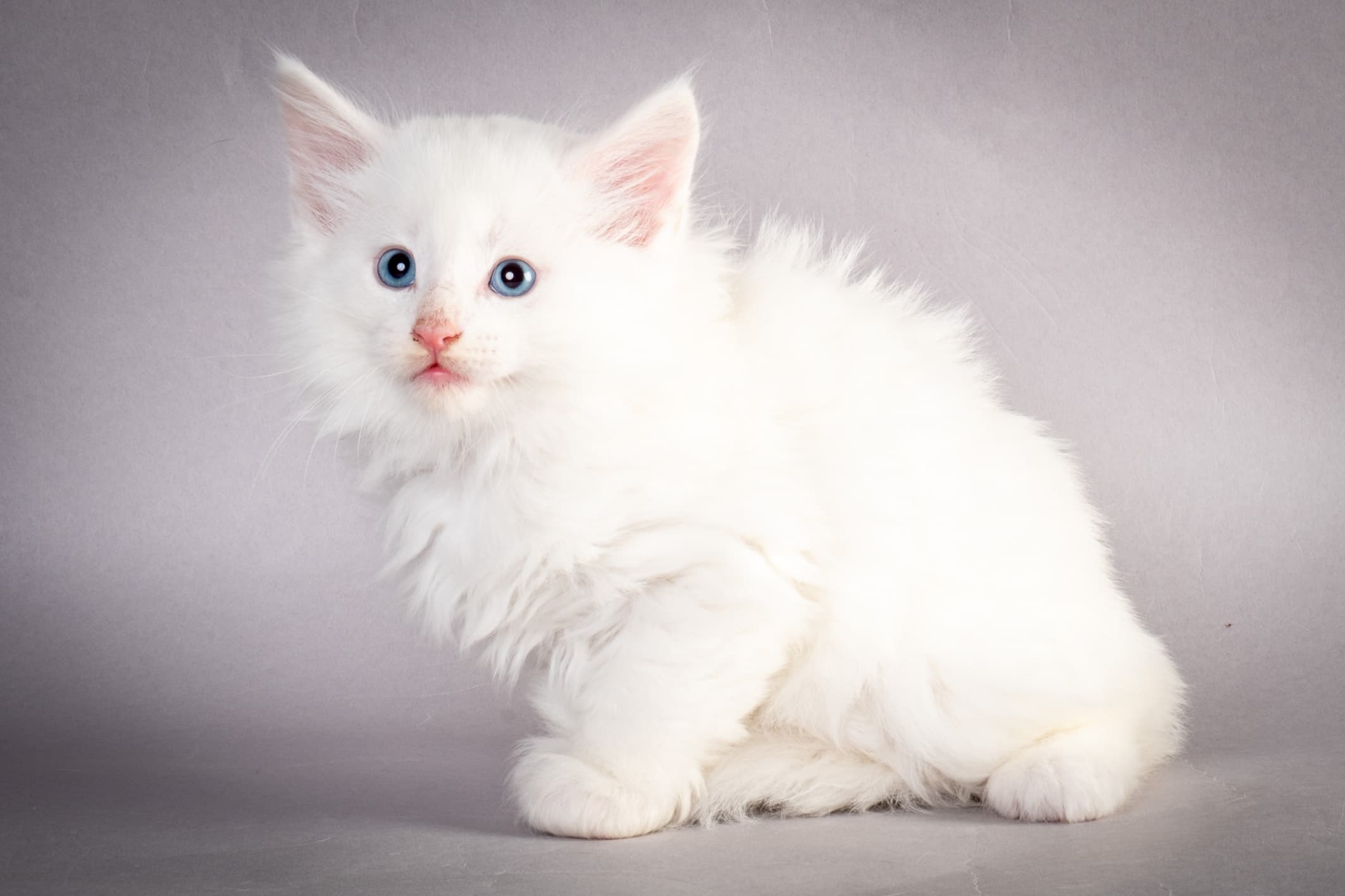 (N)Migoto's Max, NFO w ??