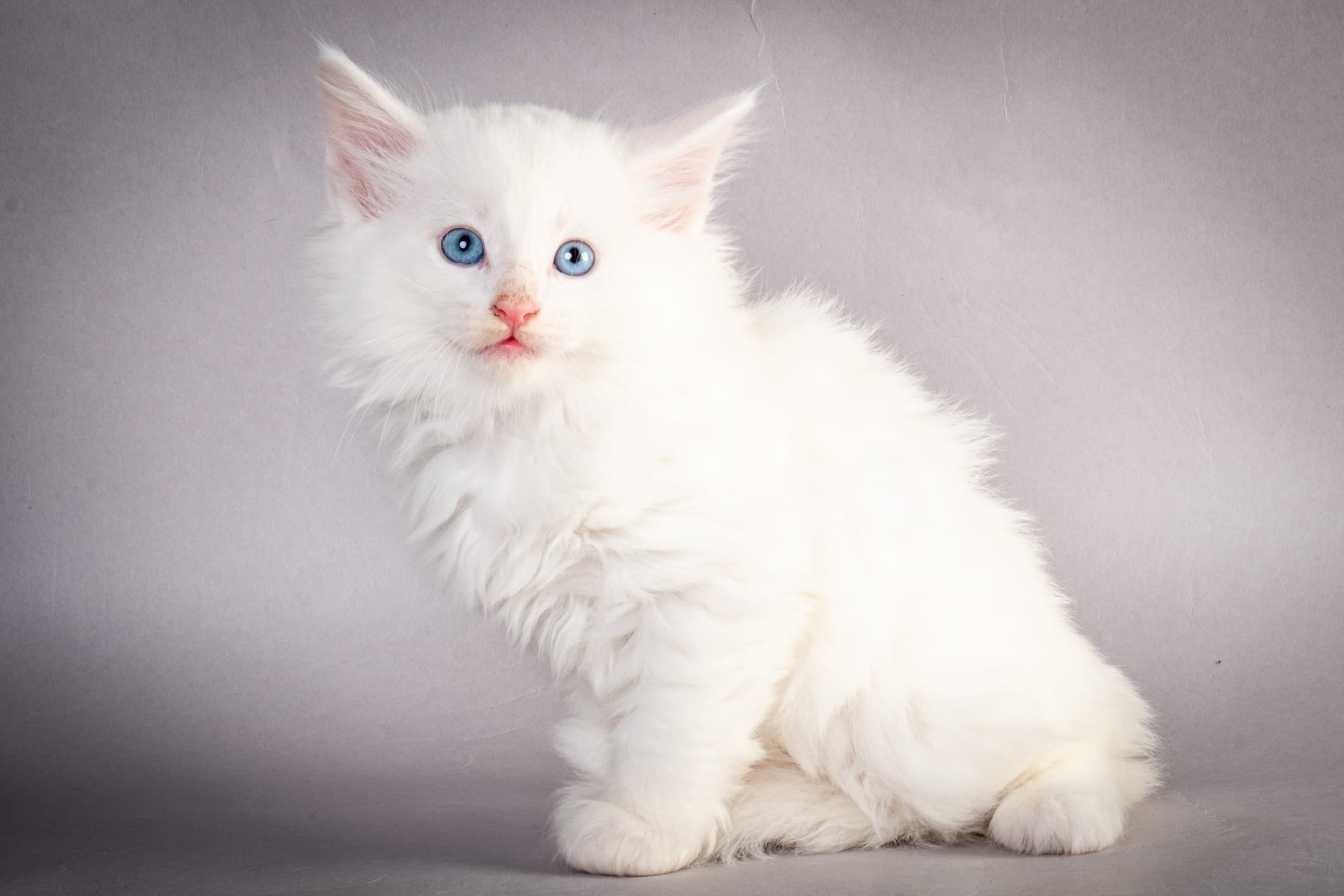 (N)Migoto's Max, NFO w ??