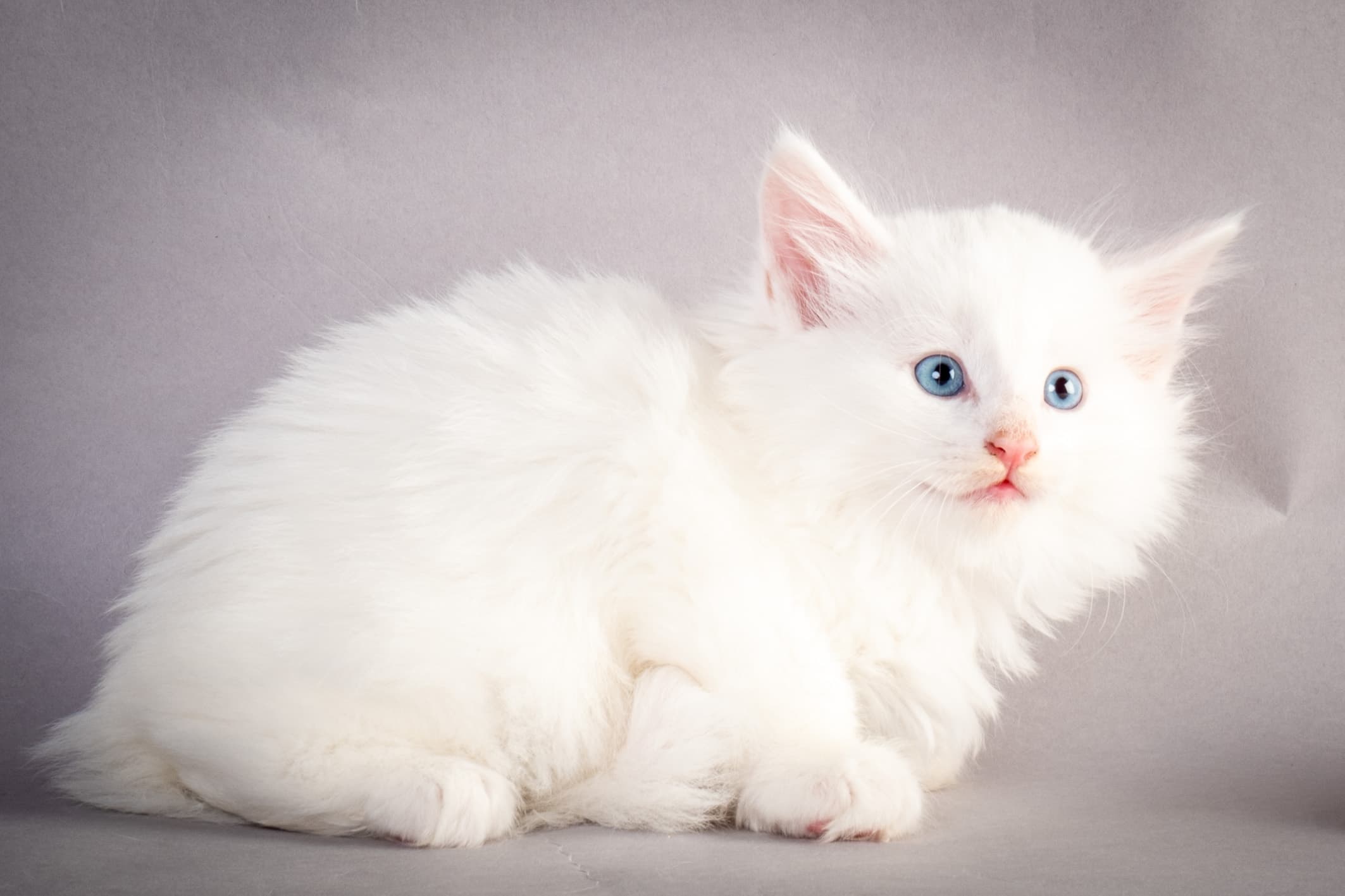 (N)Migoto's Max, NFO w ??