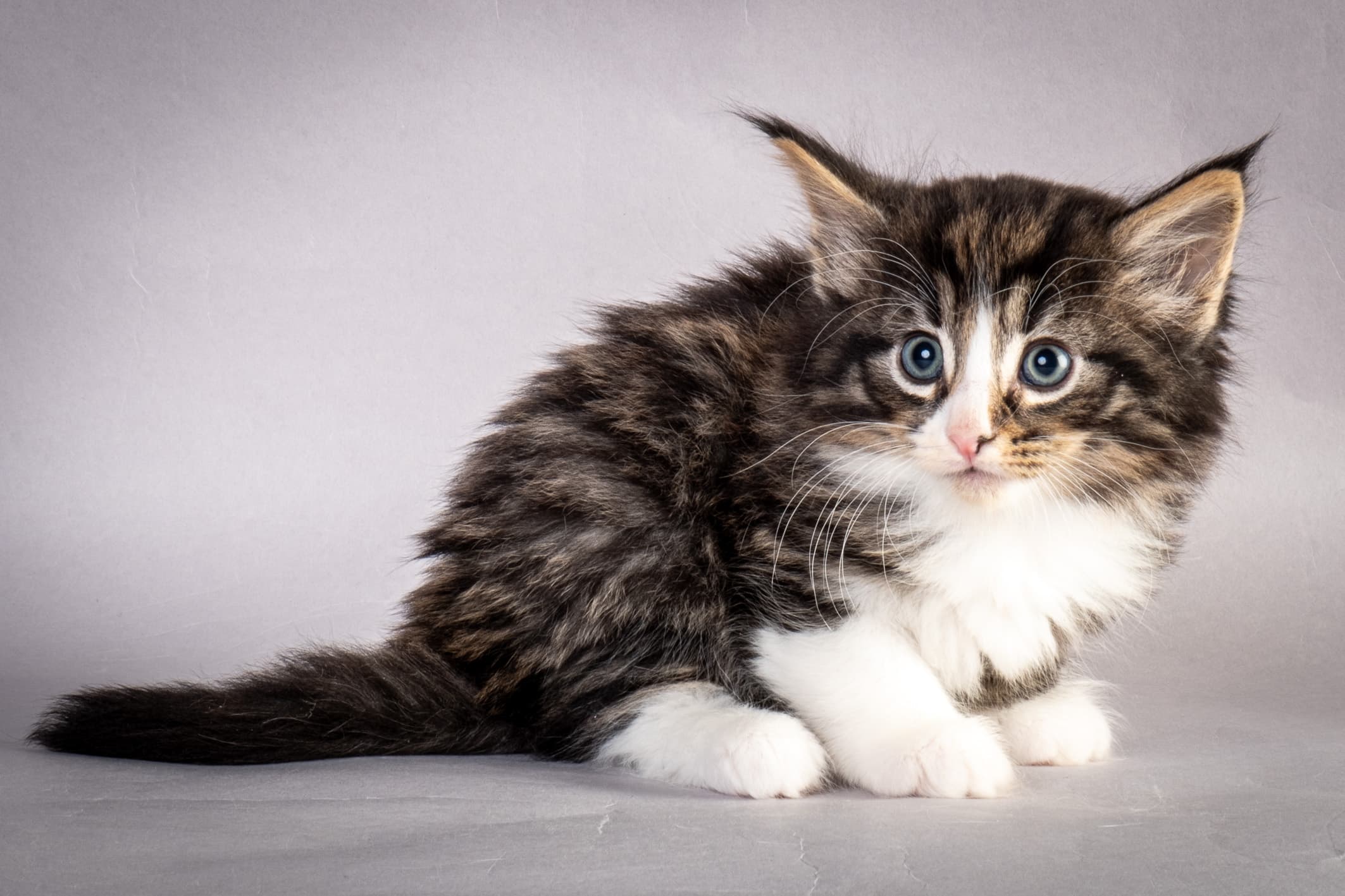 (N)Migoto's Marcus, NFO n 09 24