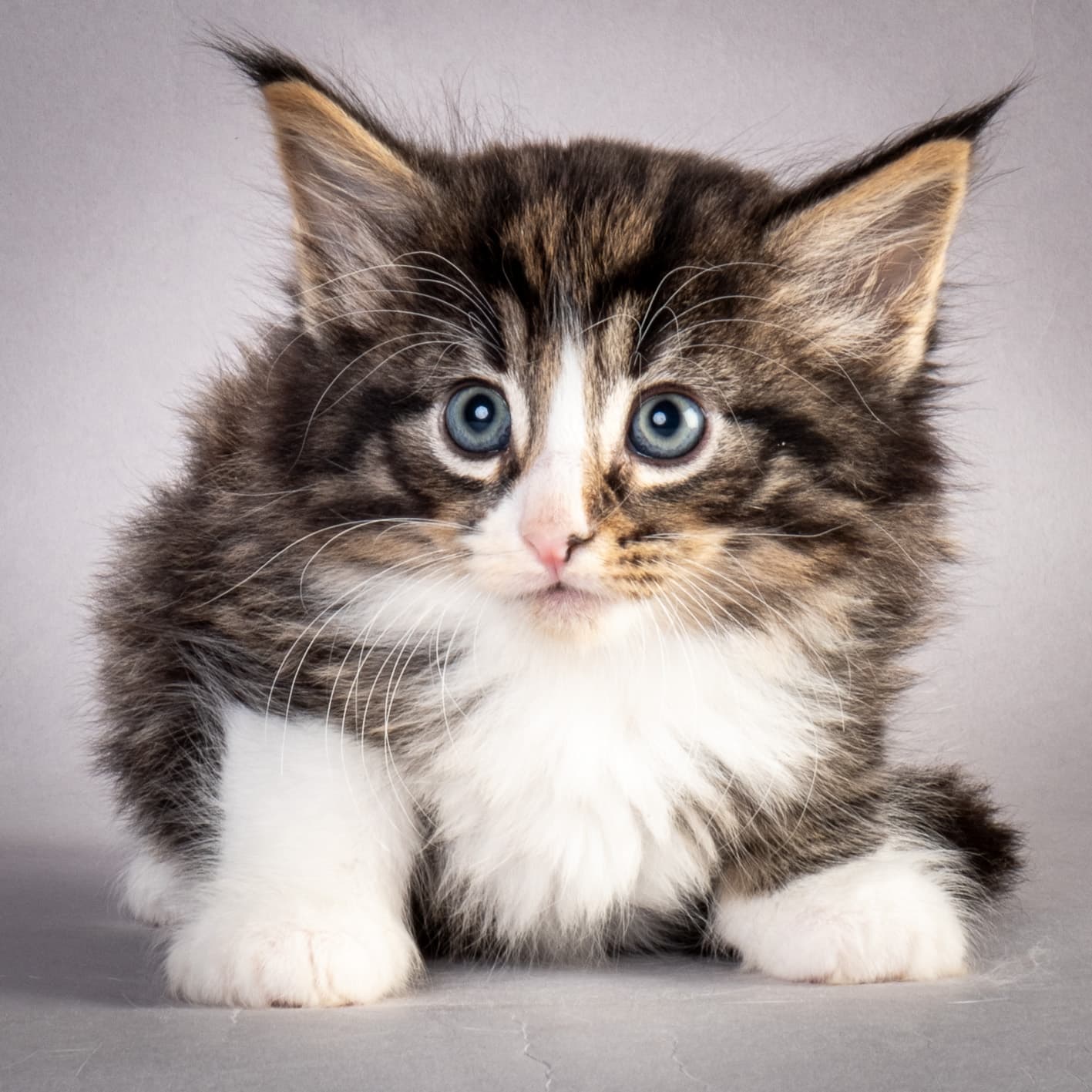 (N)Migoto's Marcus, NFO n 09 24