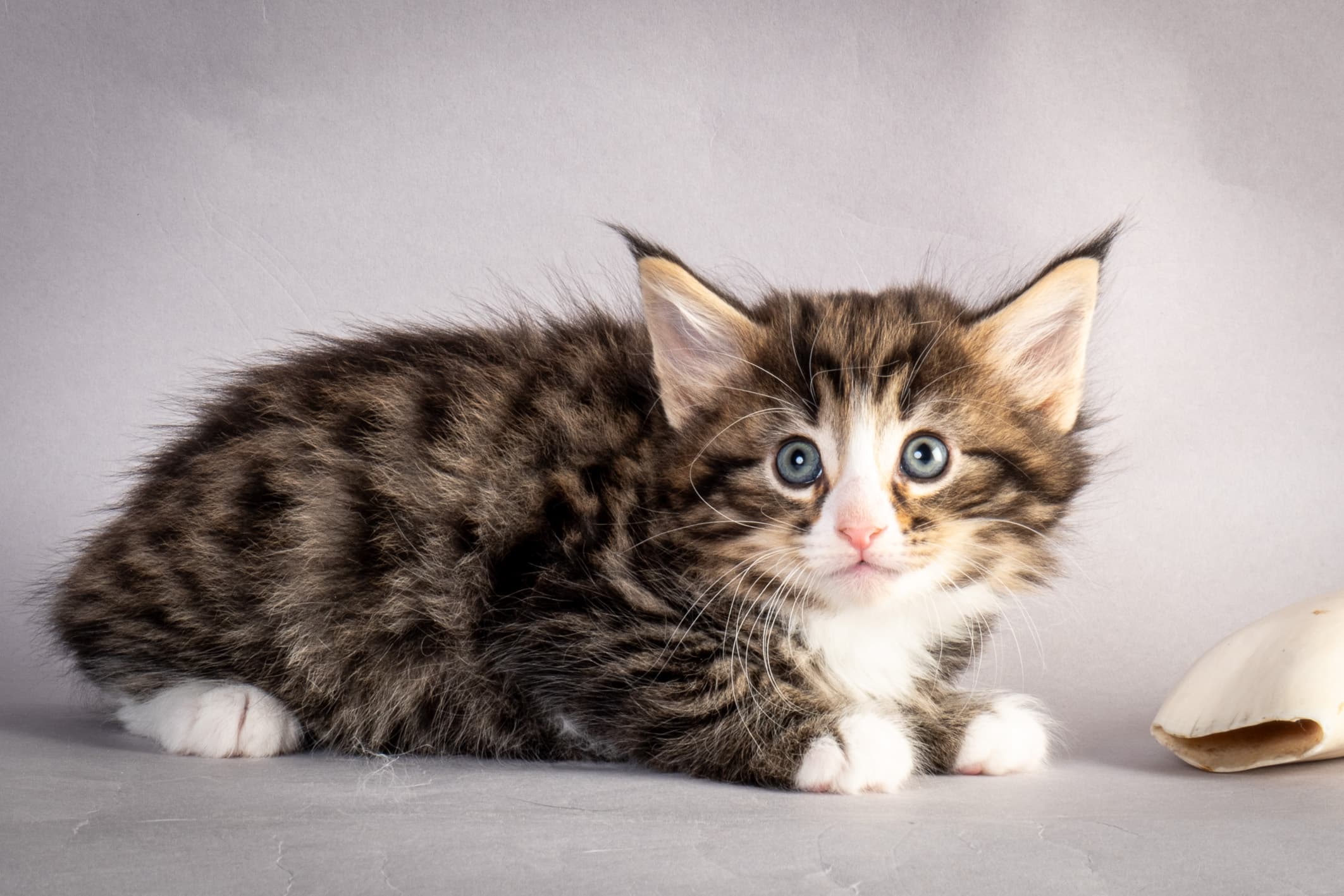 (N)Migoto's Martinius, NFO n 09 24