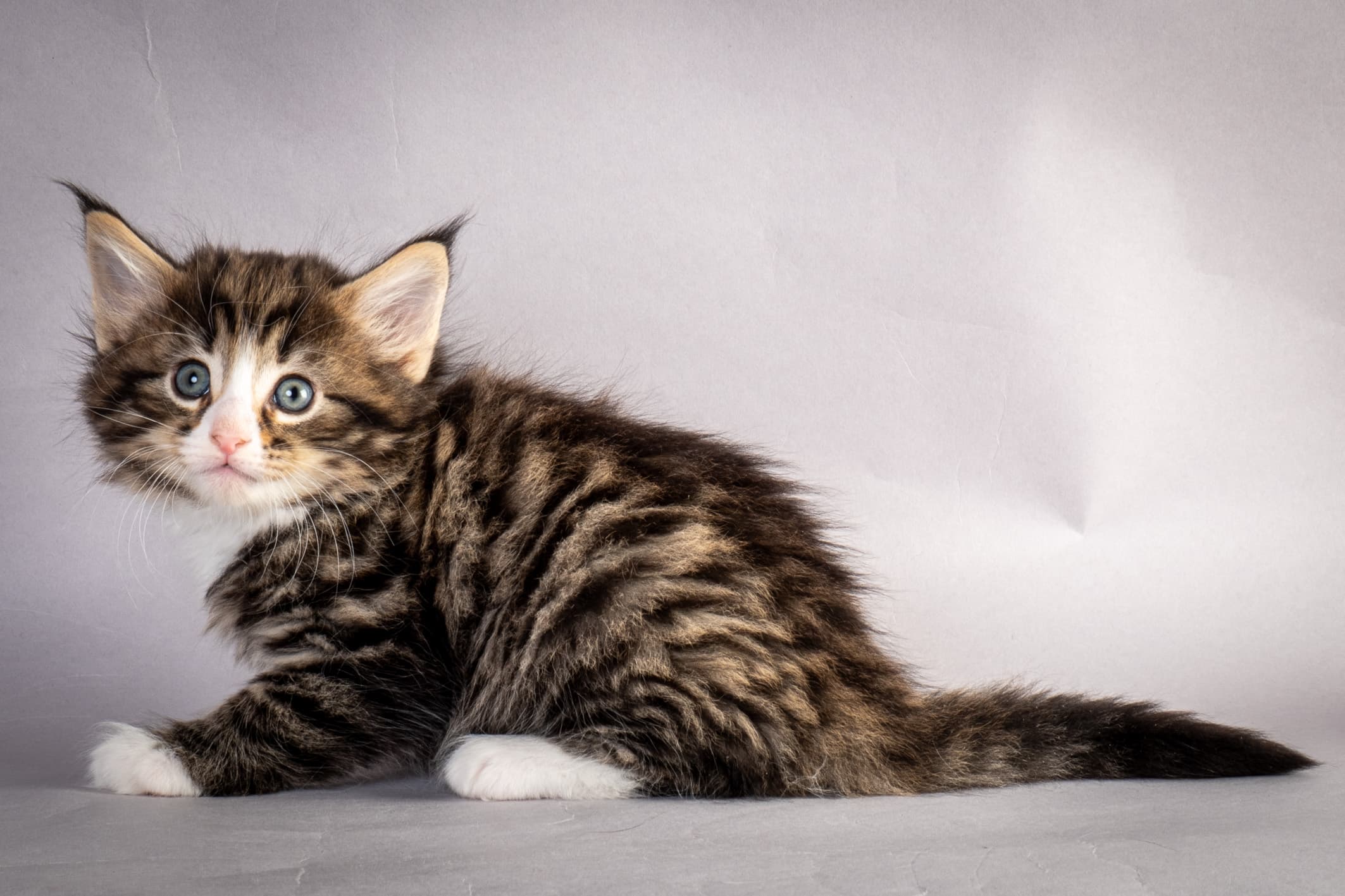 (N)Migoto's Martinius, NFO n 09 24