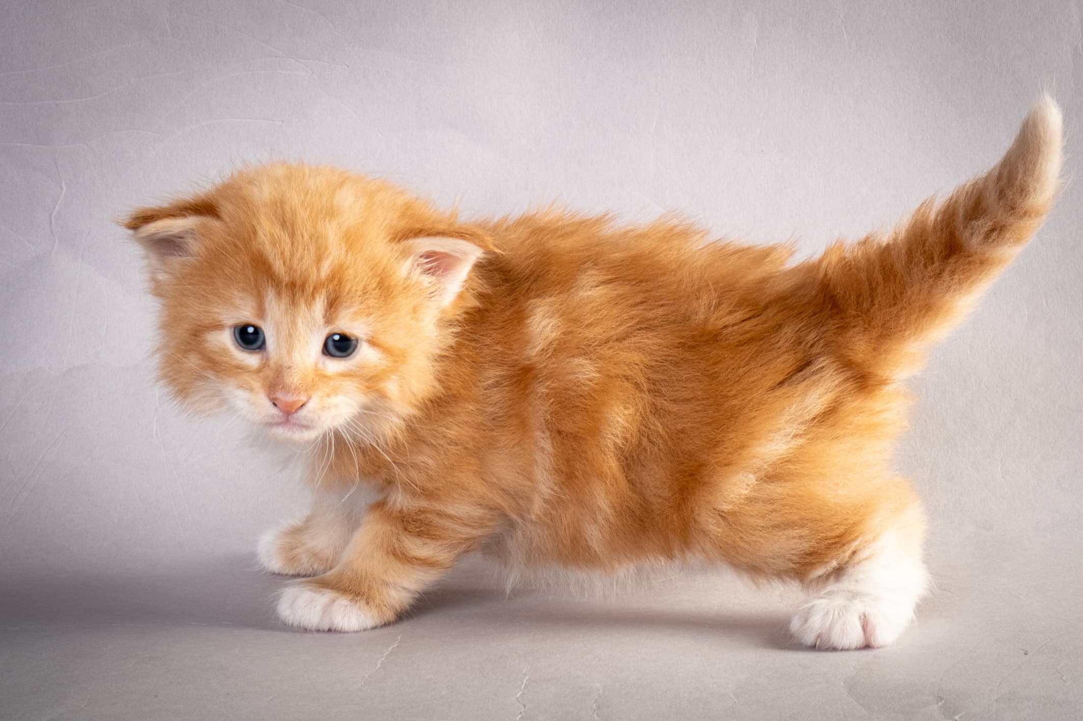 (N)Migoto's Nemo, d 09 22