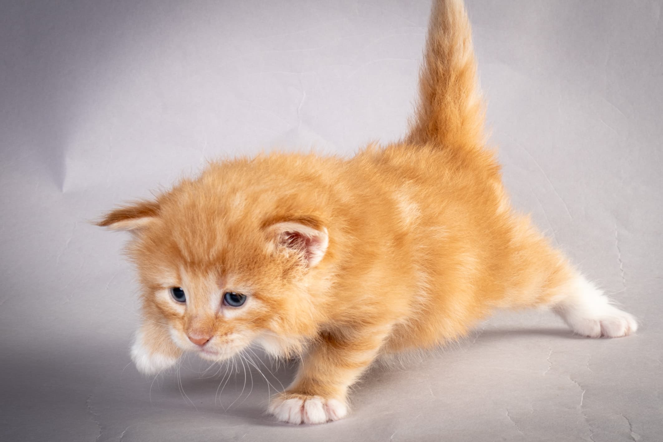 (N)Migoto's Nemo, d 09 22