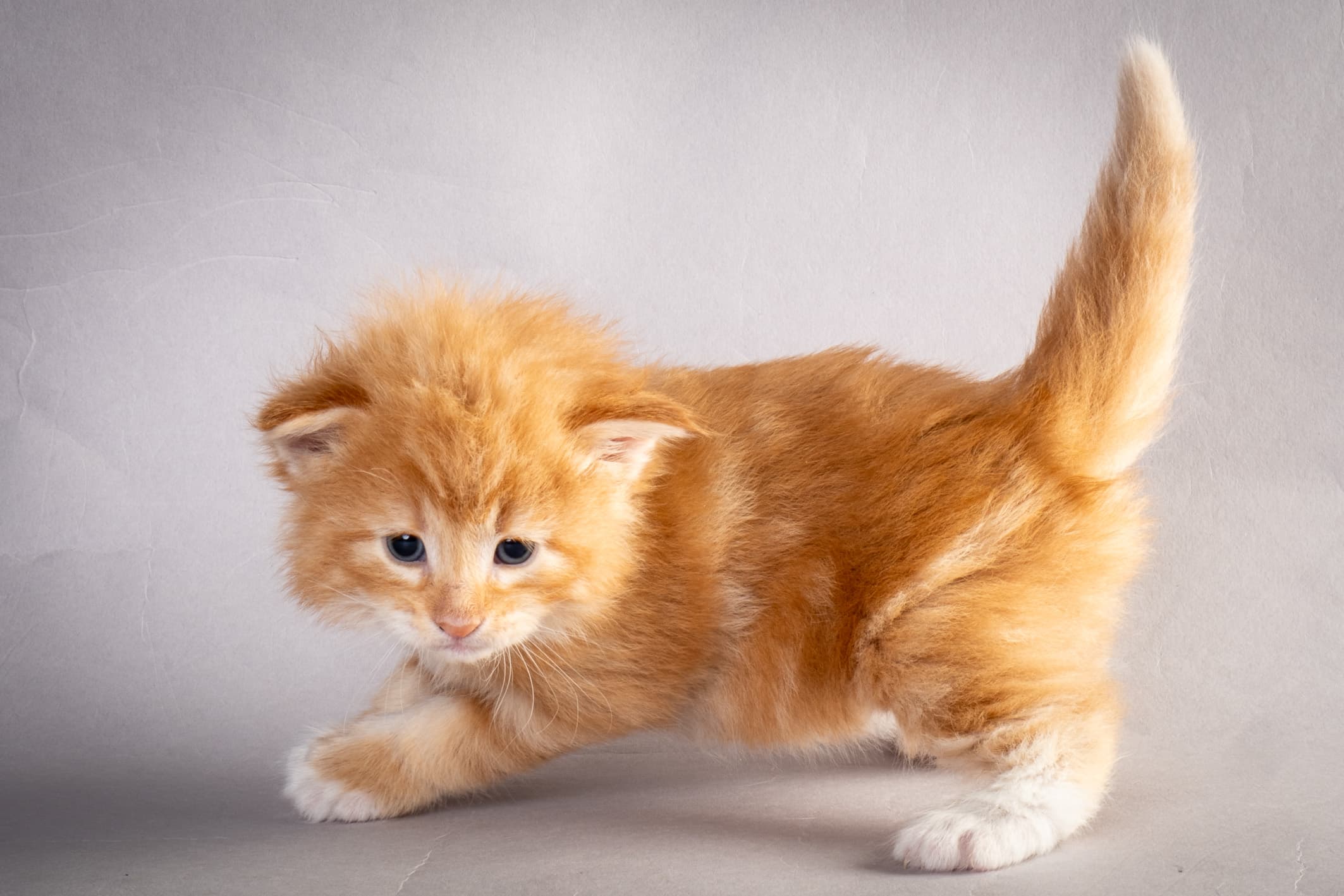 (N)Migoto's Nemo, d 09 22