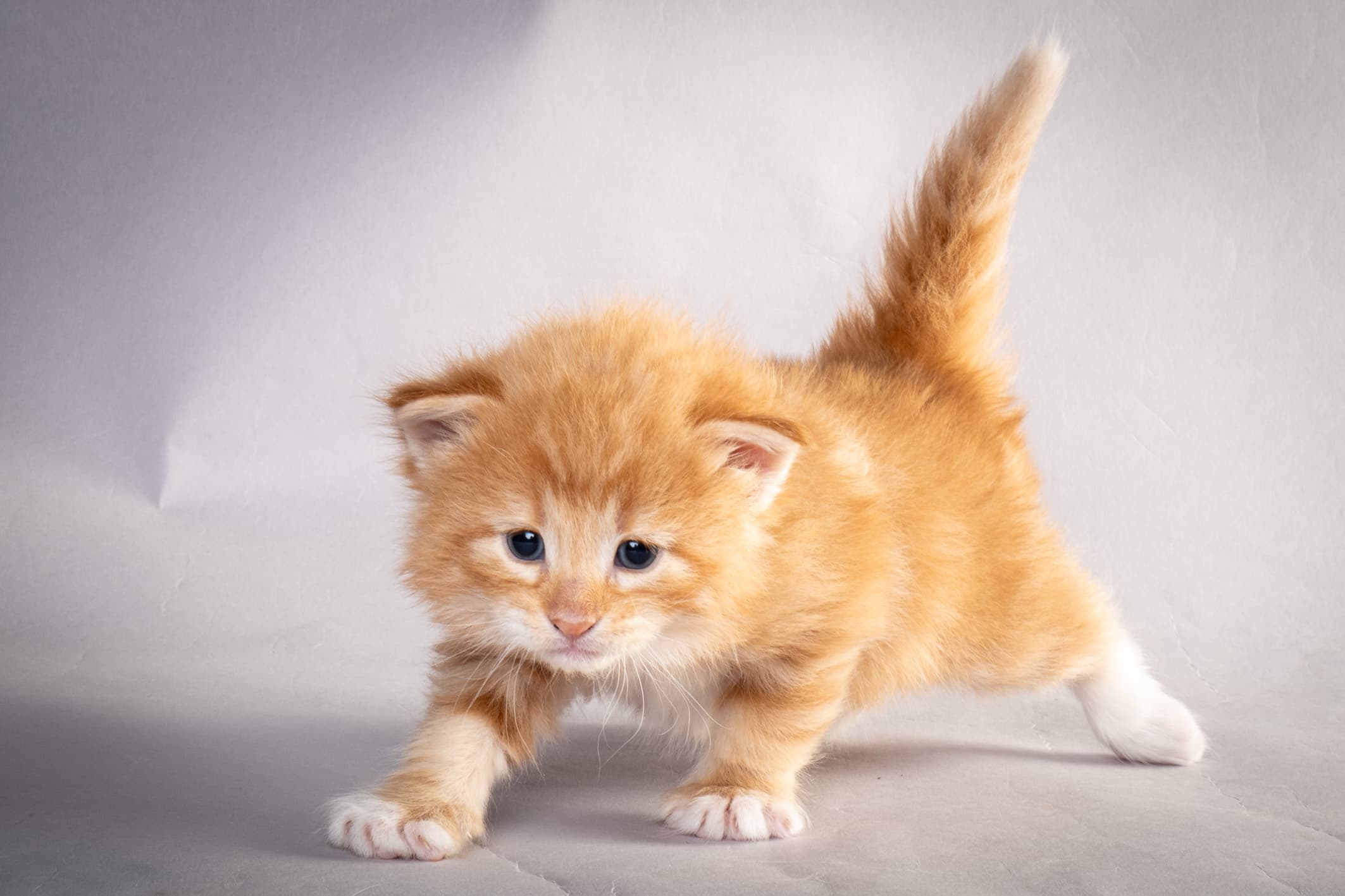 (N)Migoto's Nemo, d 09 22