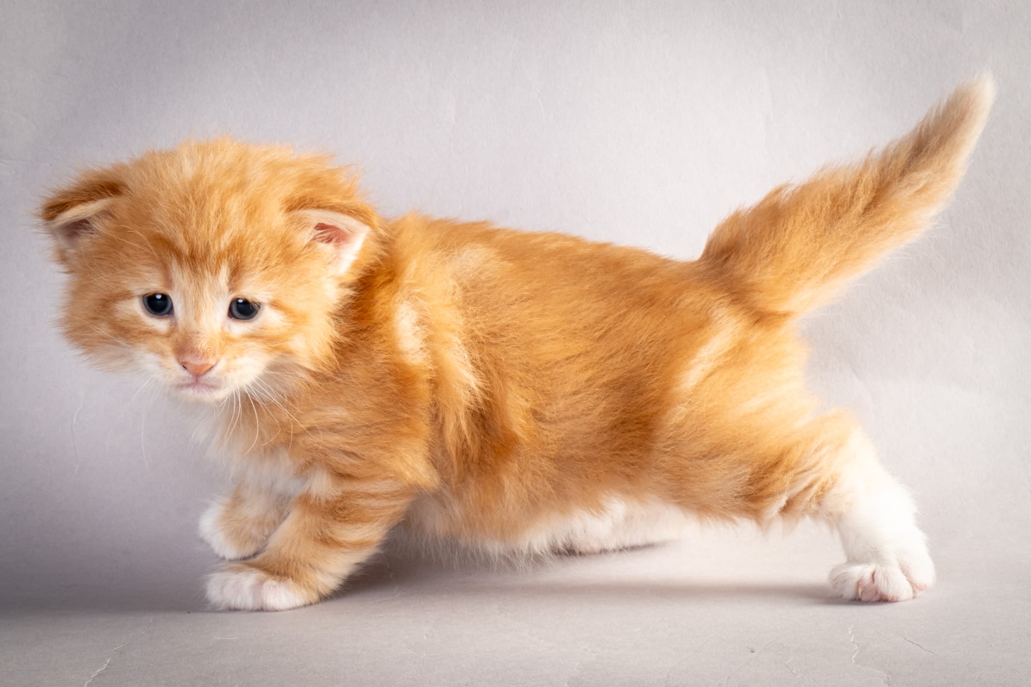 (N)Migoto's Nemo, d 09 22