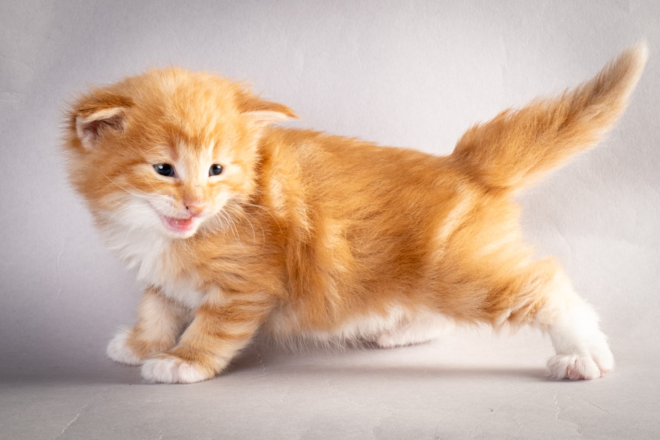 (N)Migoto's Nemo, d 09 22