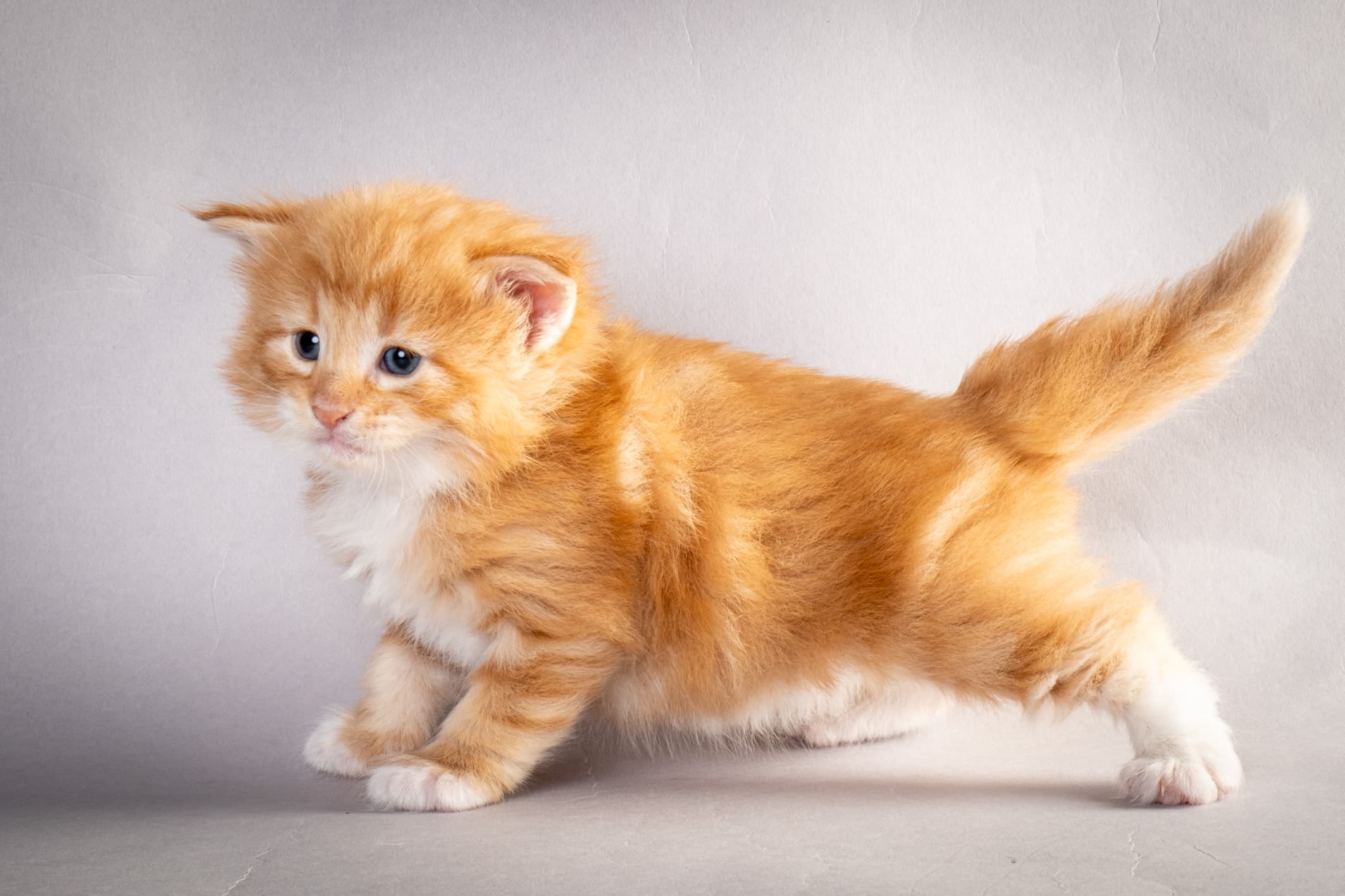 (N)Migoto's Nemo, d 09 22