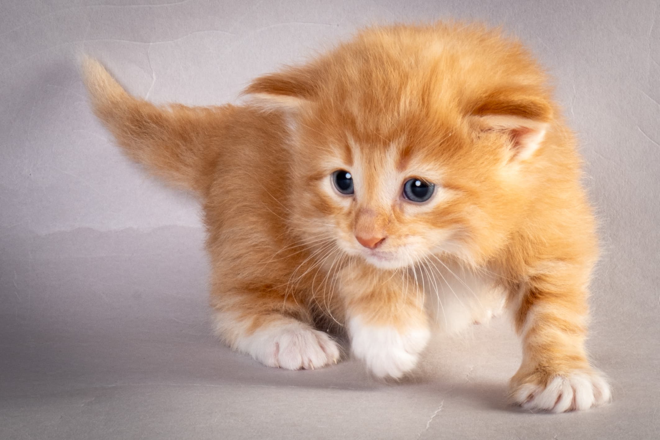 (N)Migoto's Nicco, NFO d 09 22