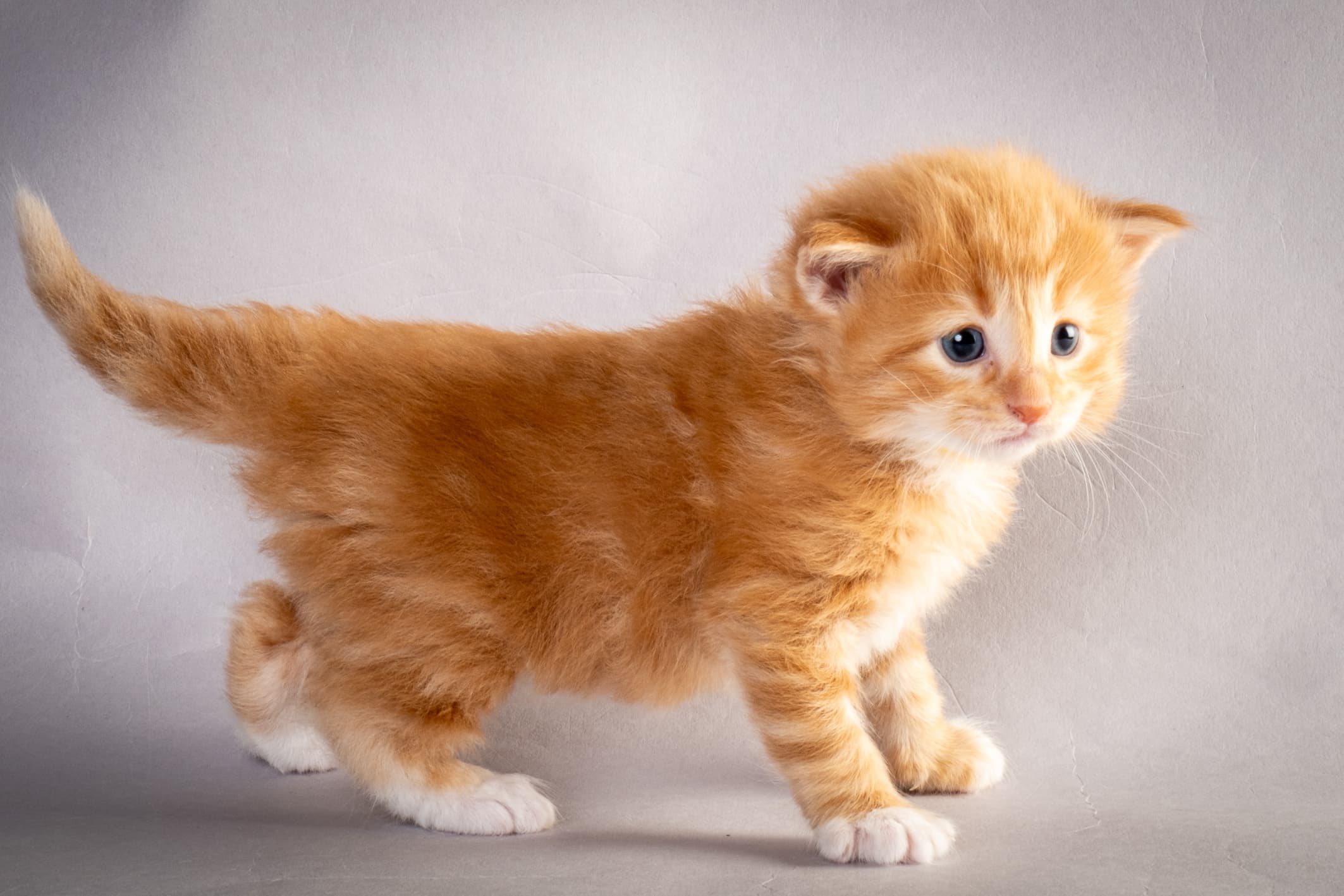 (N)Migoto's Nicco, NFO d 09 22