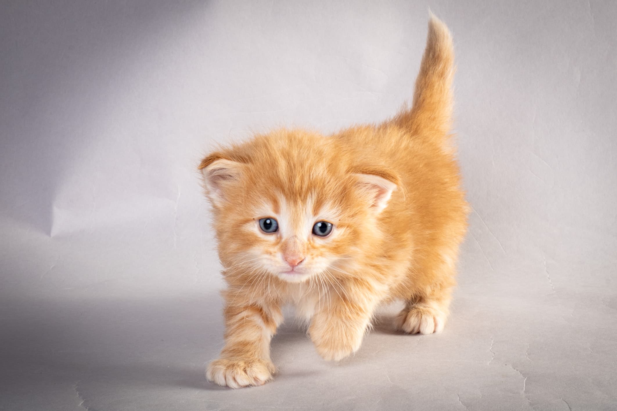 (N)Migoto's Nikolai, NFO d 09 22