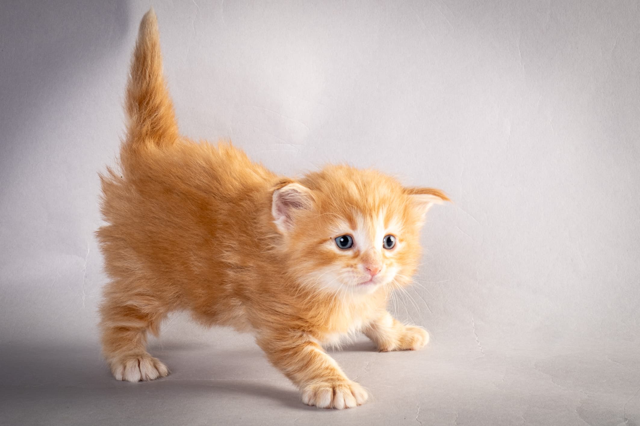 (N)Migoto's Nikolai, NFO d 09 22