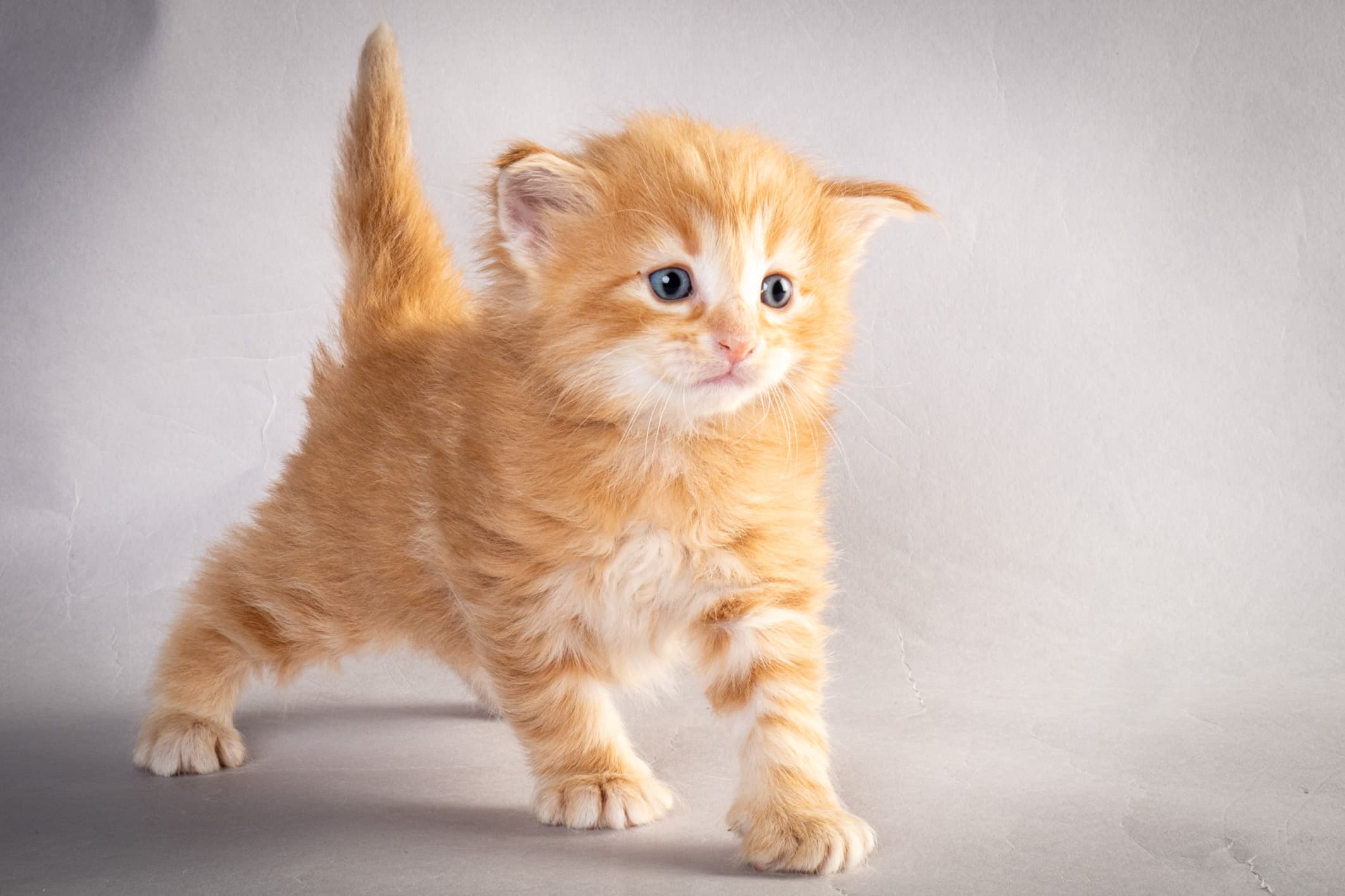 (N)Migoto's Nikolai, NFO d 09 22