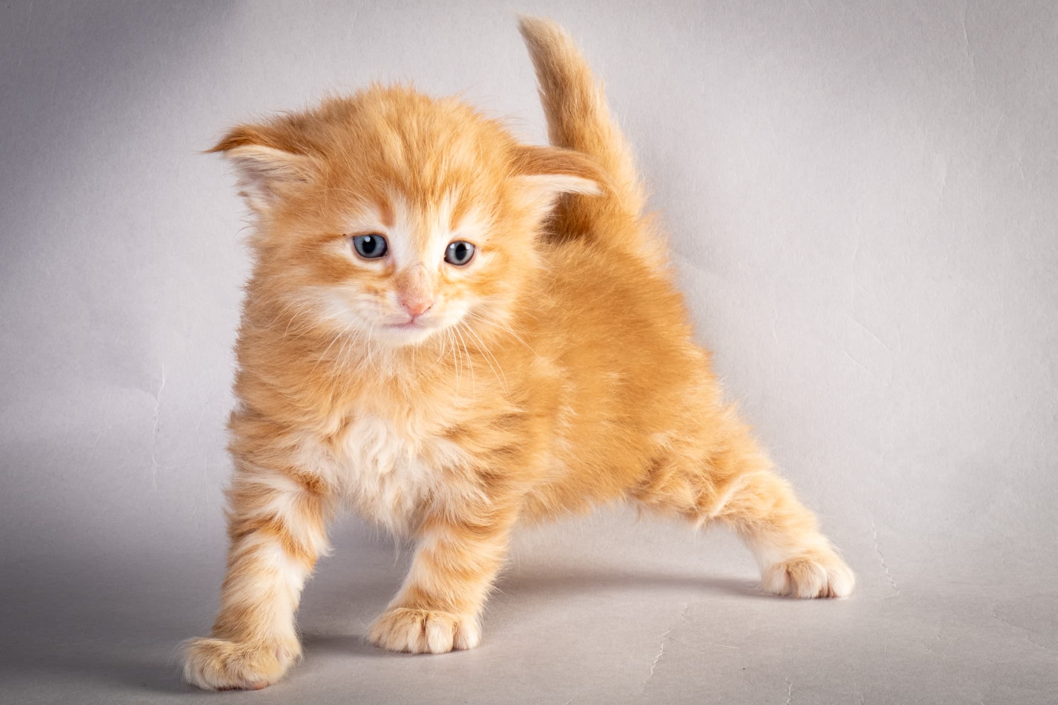 (N)Migoto's Nikolai, NFO d 09 22