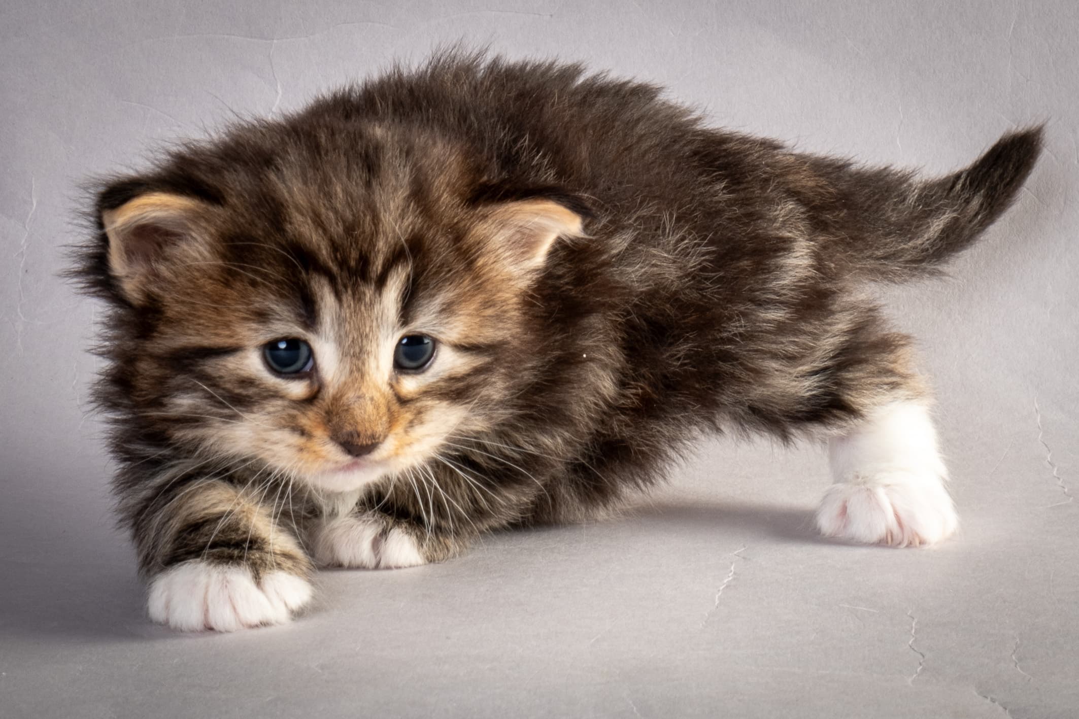 (N)Migoto's Njård, NFO n 09 22