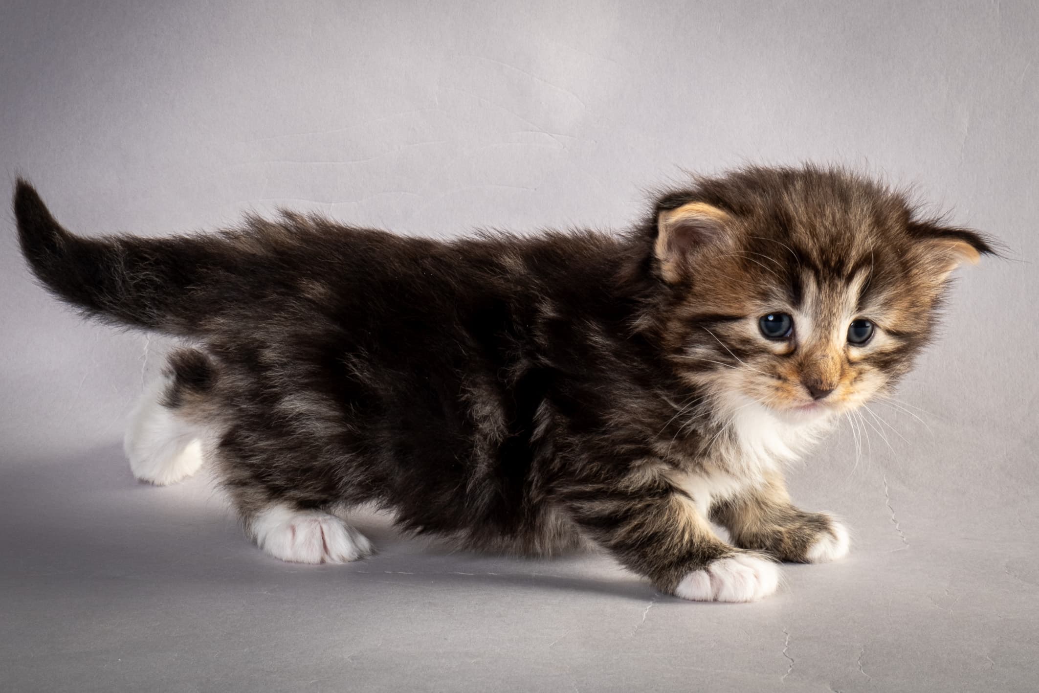 (N)Migoto's Njård, NFO n 09 22